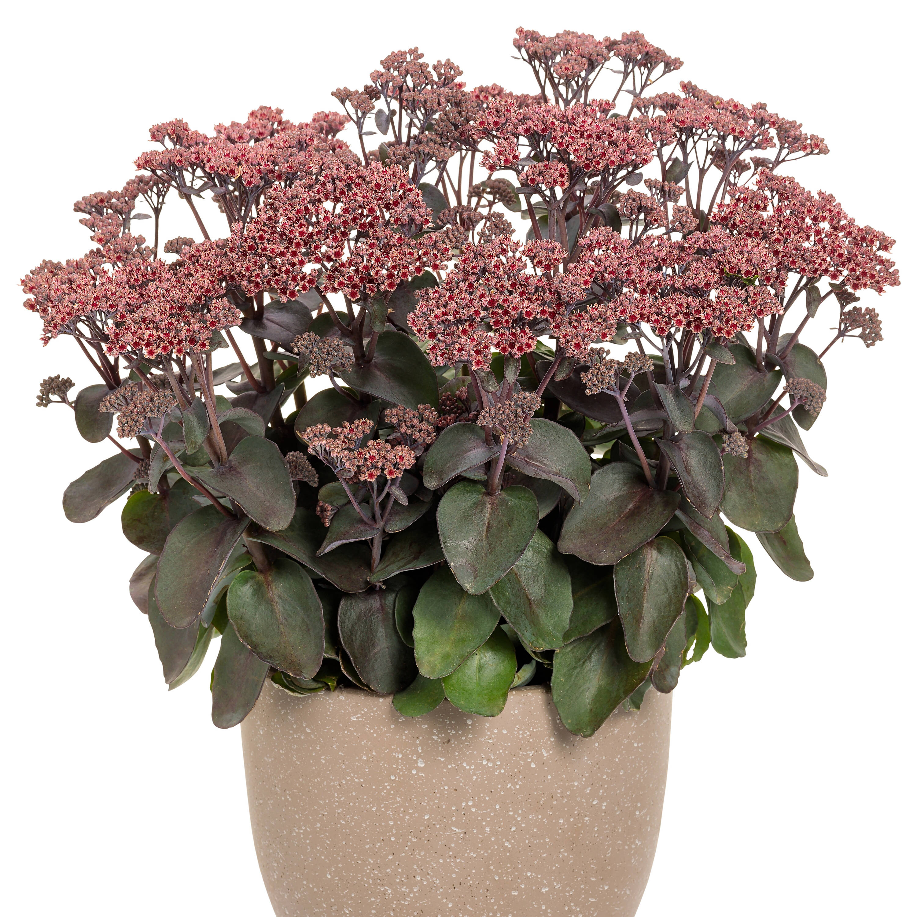 Proven Winners SEDPWP1117800 perennials - View #3