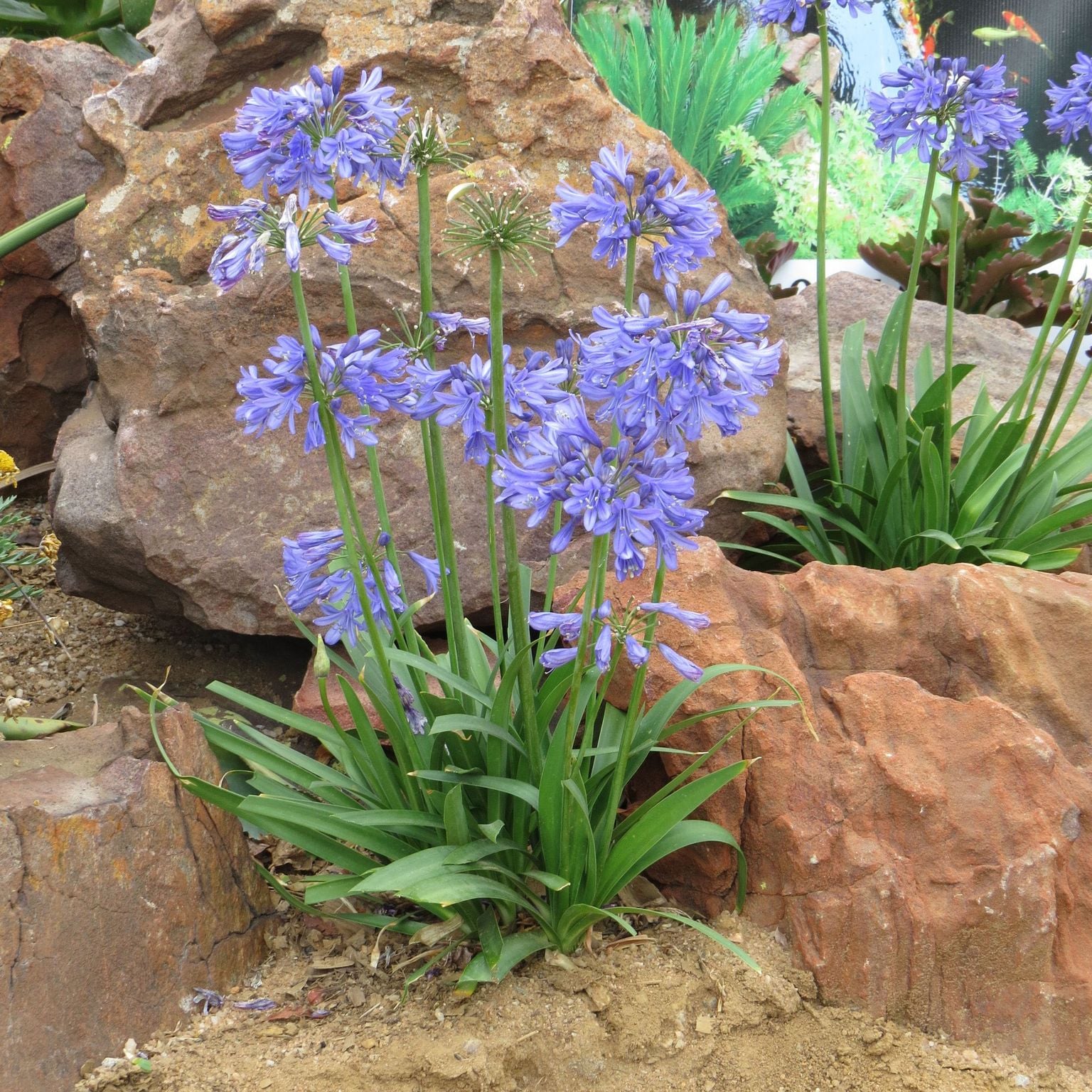 Southern Living Plant Collection 1 -Gallon Blue Ever Sapphire ...