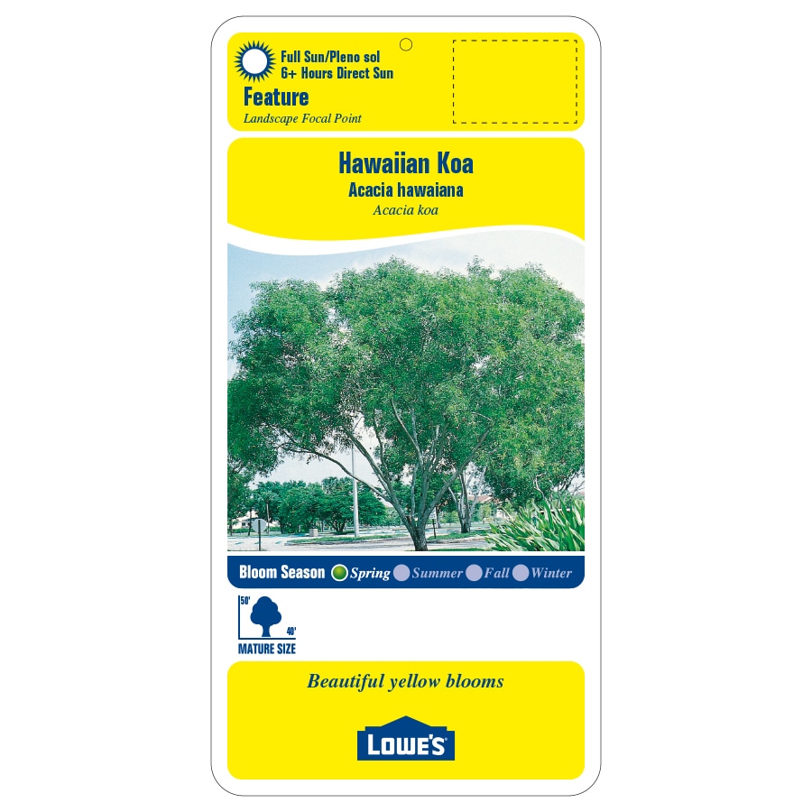 Lowe's NURSERY trees - View #2
