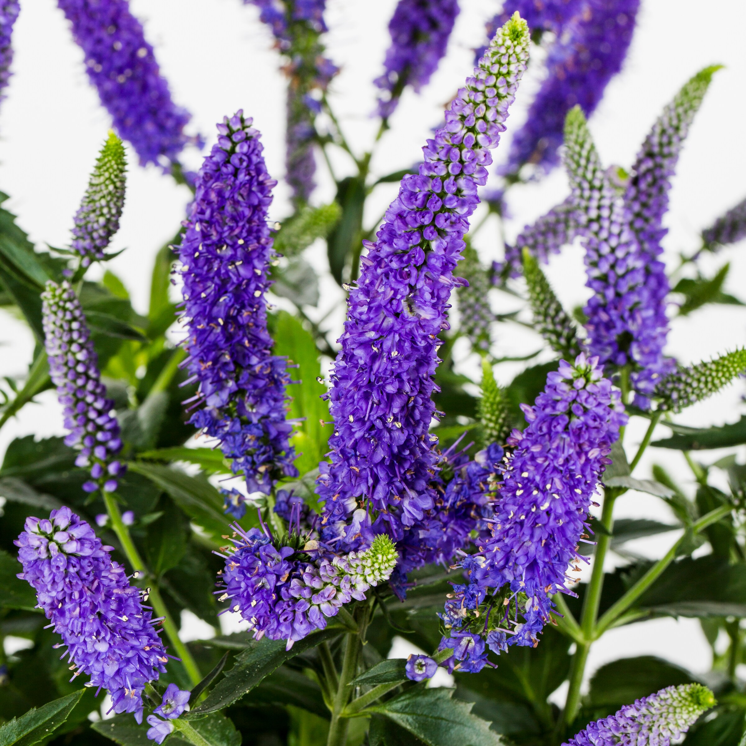 Monrovia NURSERY perennials - View #2