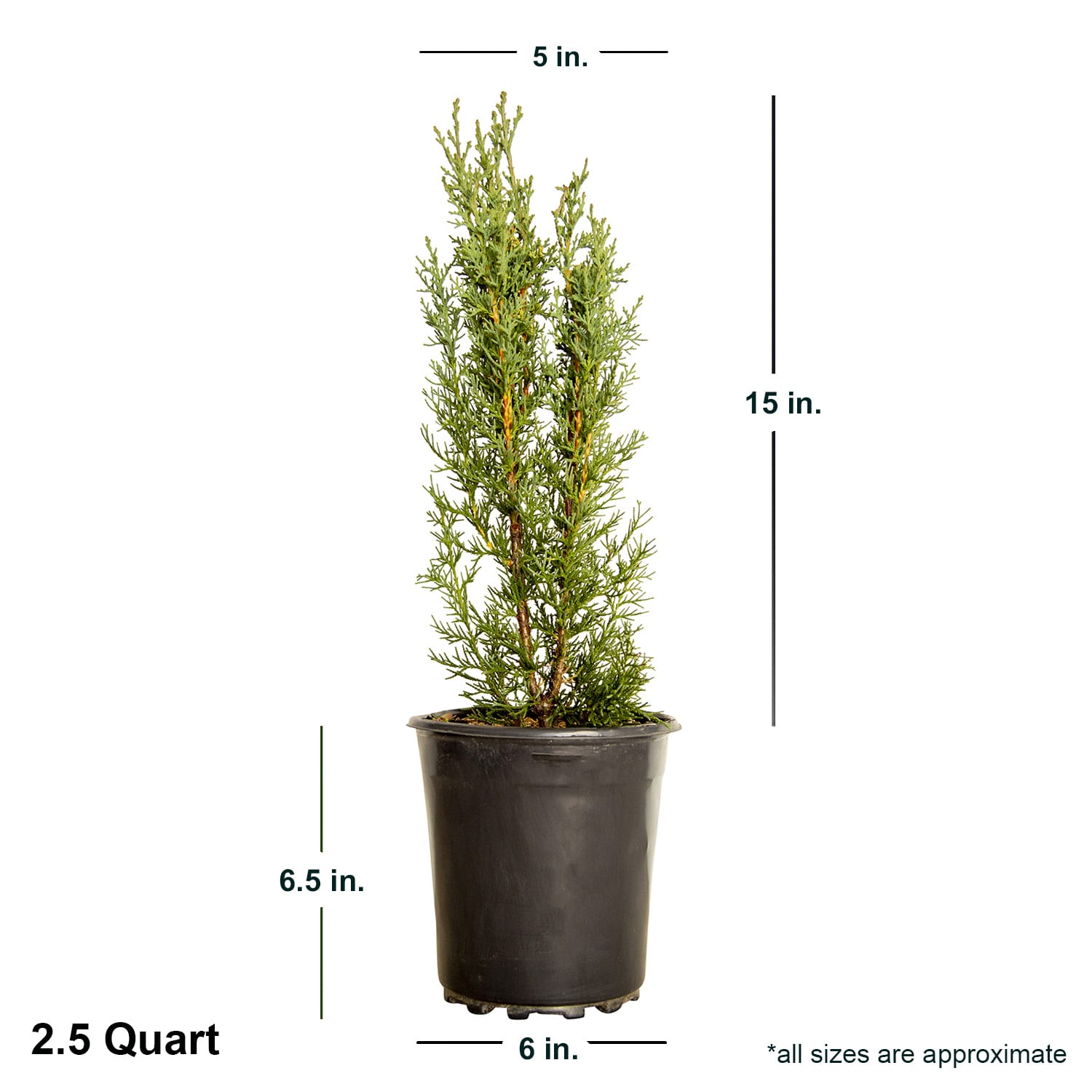 Flowerwood 1240Q-2 trees - View #6