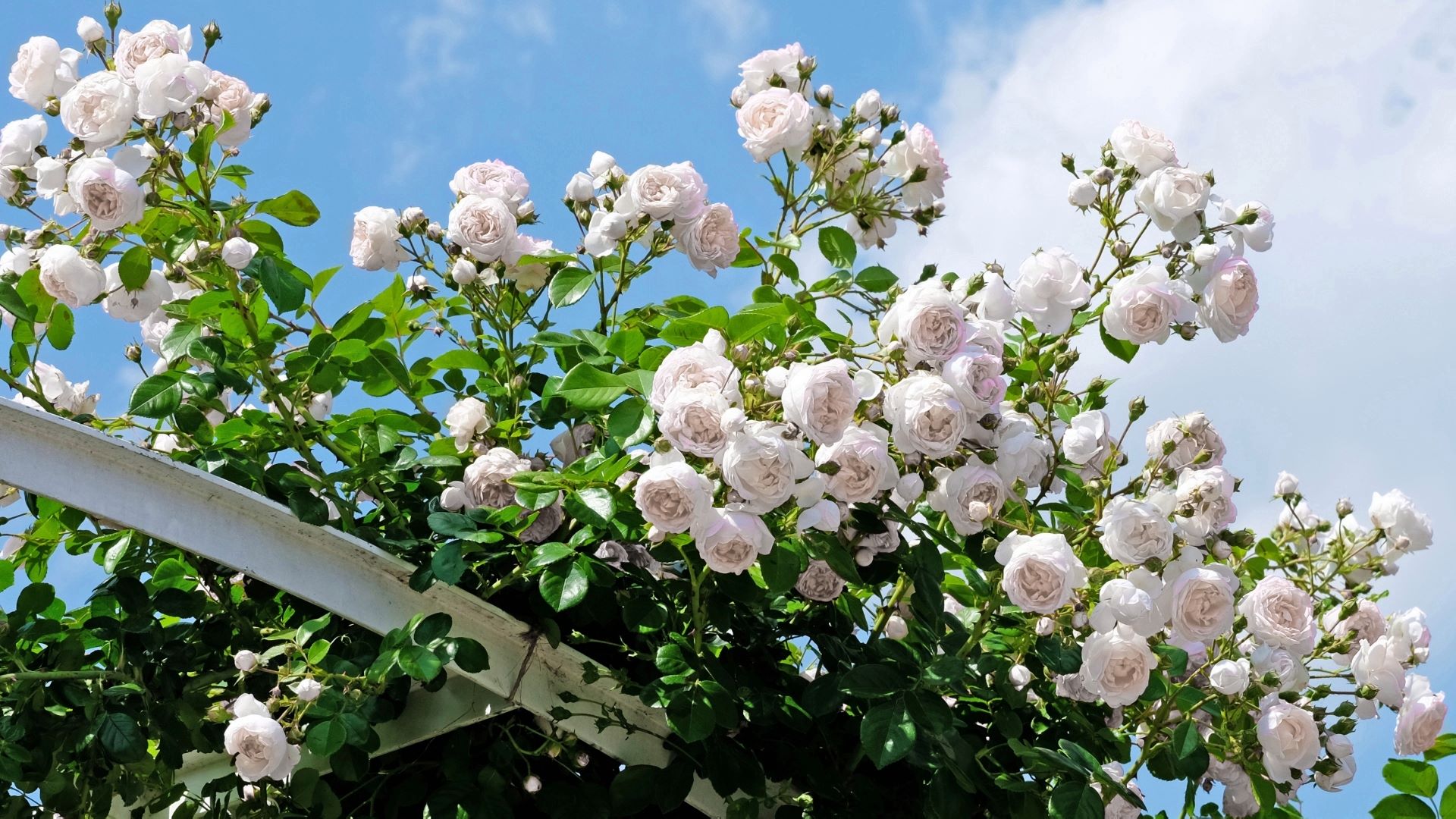 National Plant Network LW1593 roses - View #3
