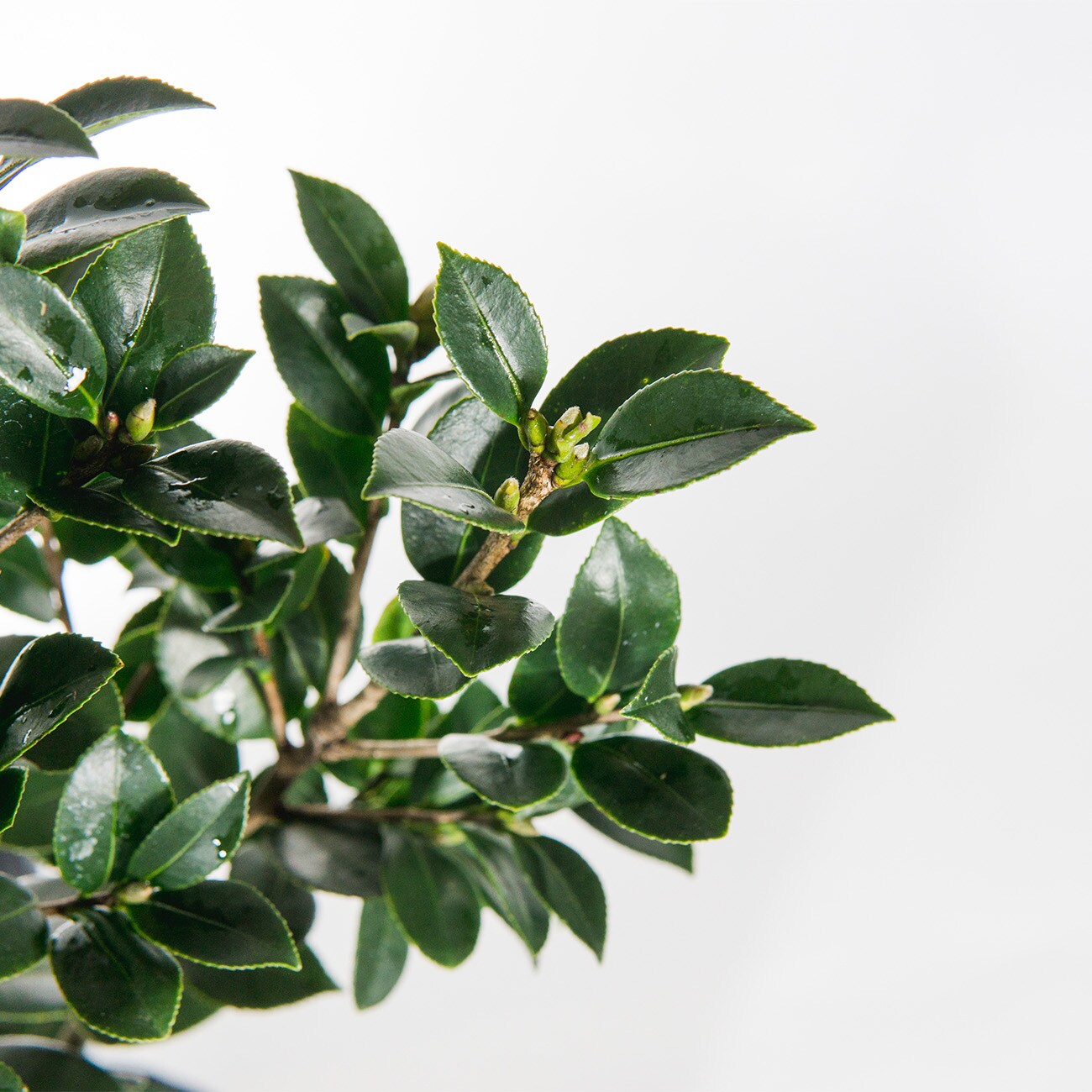 Perfect Plants LOYULETIDECAMELLIA1G shrubs - View #5