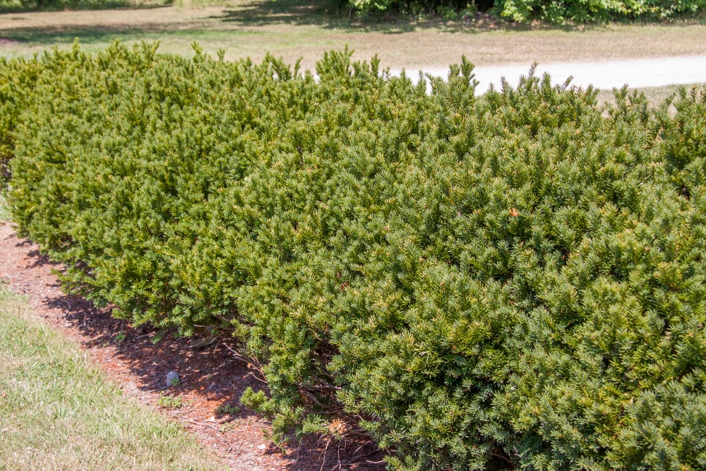 Spring Hill Nurseries 82954 shrubs - View #3