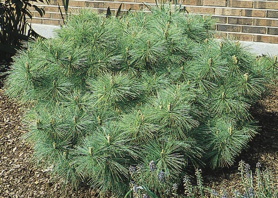 NURSERY Dwarf Eastern White Pine Feature Shrub In Pot (With Soil)