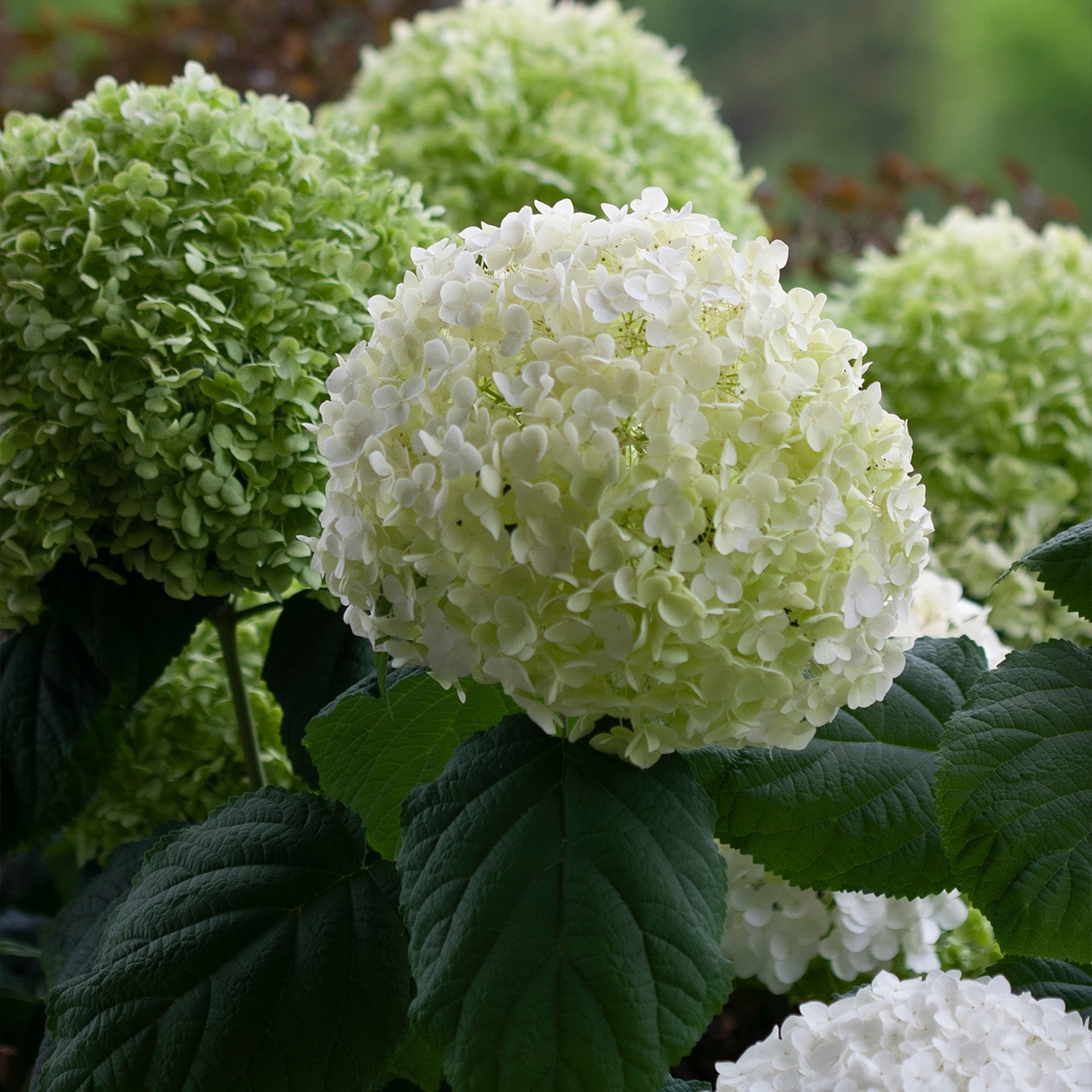 Perfect Plants LOINCREDIBALL3G shrubs - View #6