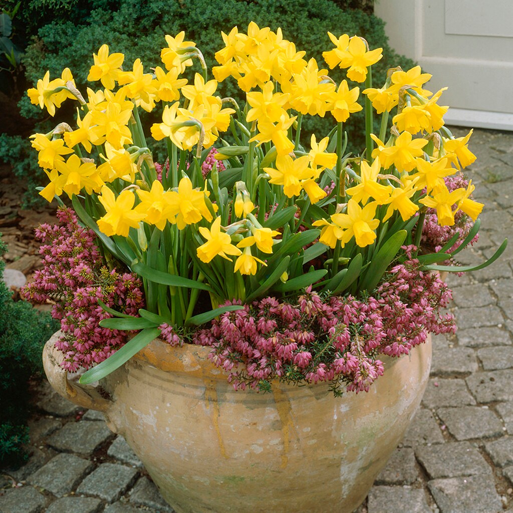 Van Zyverden 87033 Plant-Bulbs - View #2