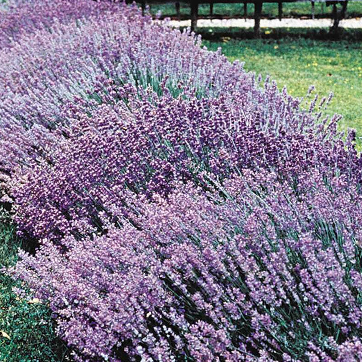 Spring Hill Nurseries 90188 perennials - View #3