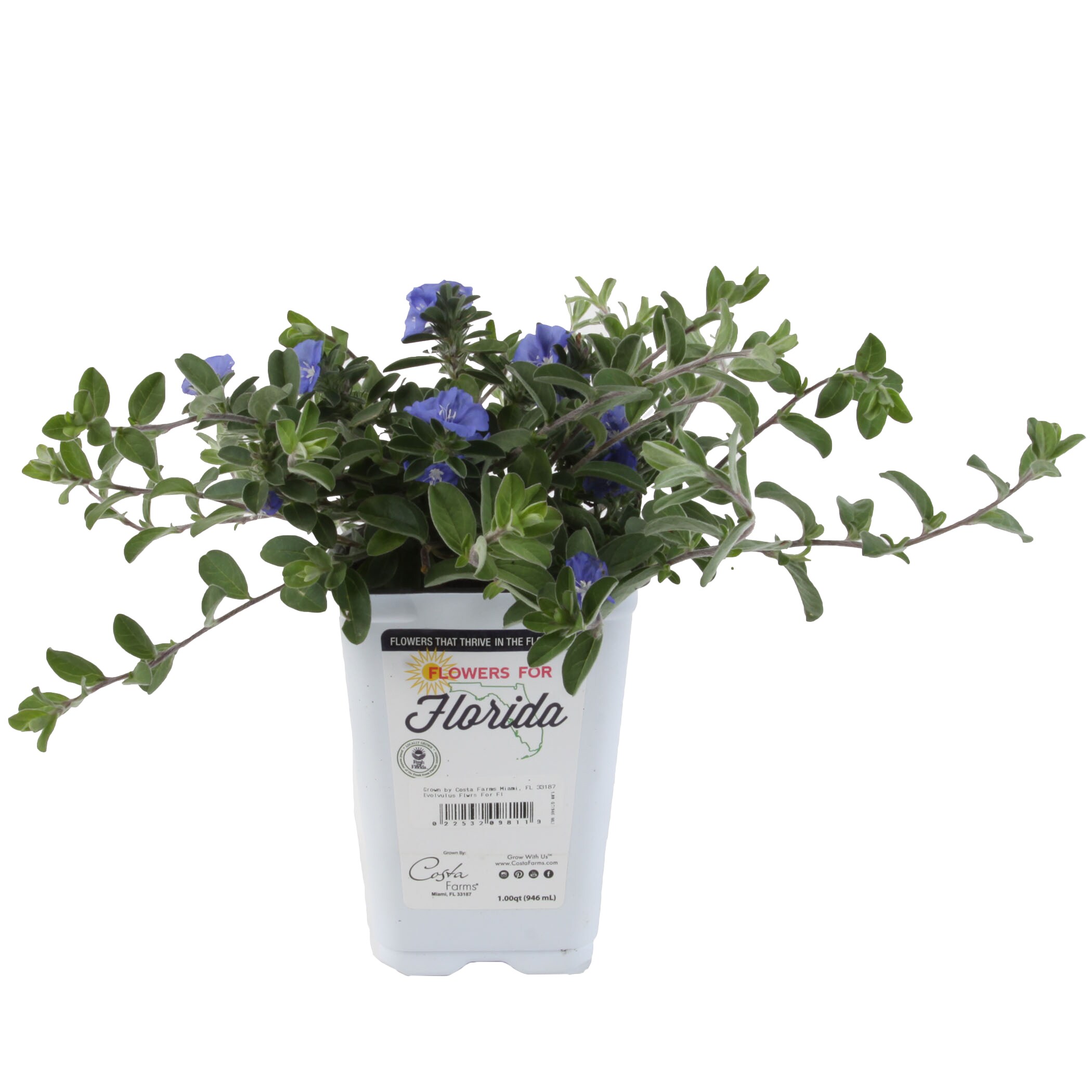 Lowe's Blue Blue Daze Evolvulus in 1 Quart(s) Pot