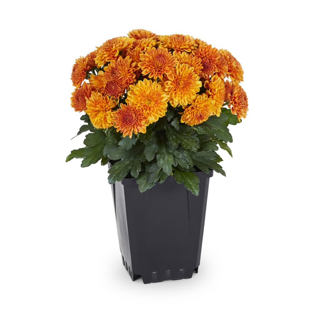 Lowe's NURSERY Orange Mum in 1 Pint Pot 1 -Pack