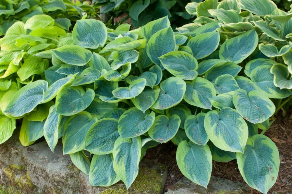 Spring Hill Nurseries 64053 perennials - View #4