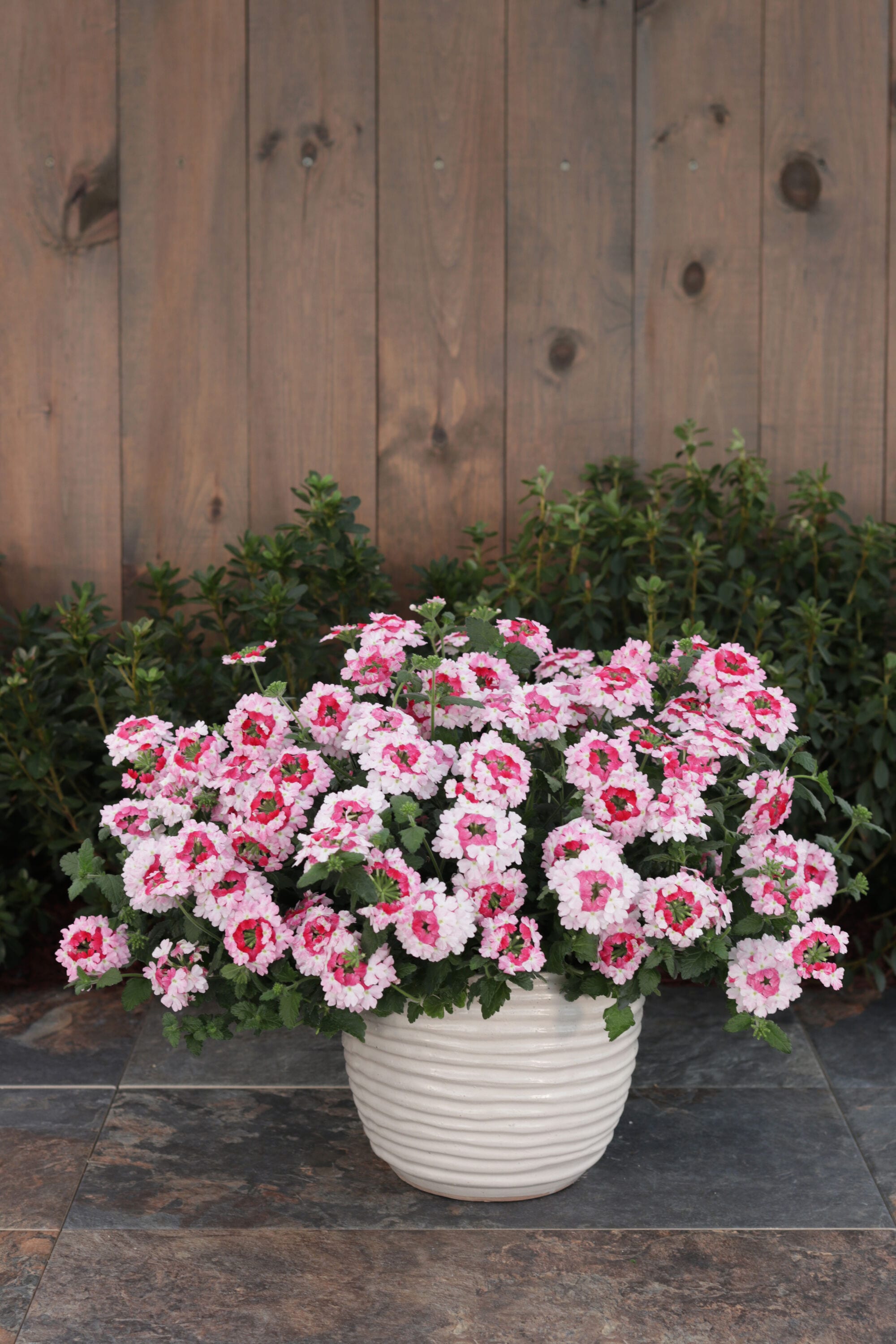 Monrovia 5013 annuals - View #3