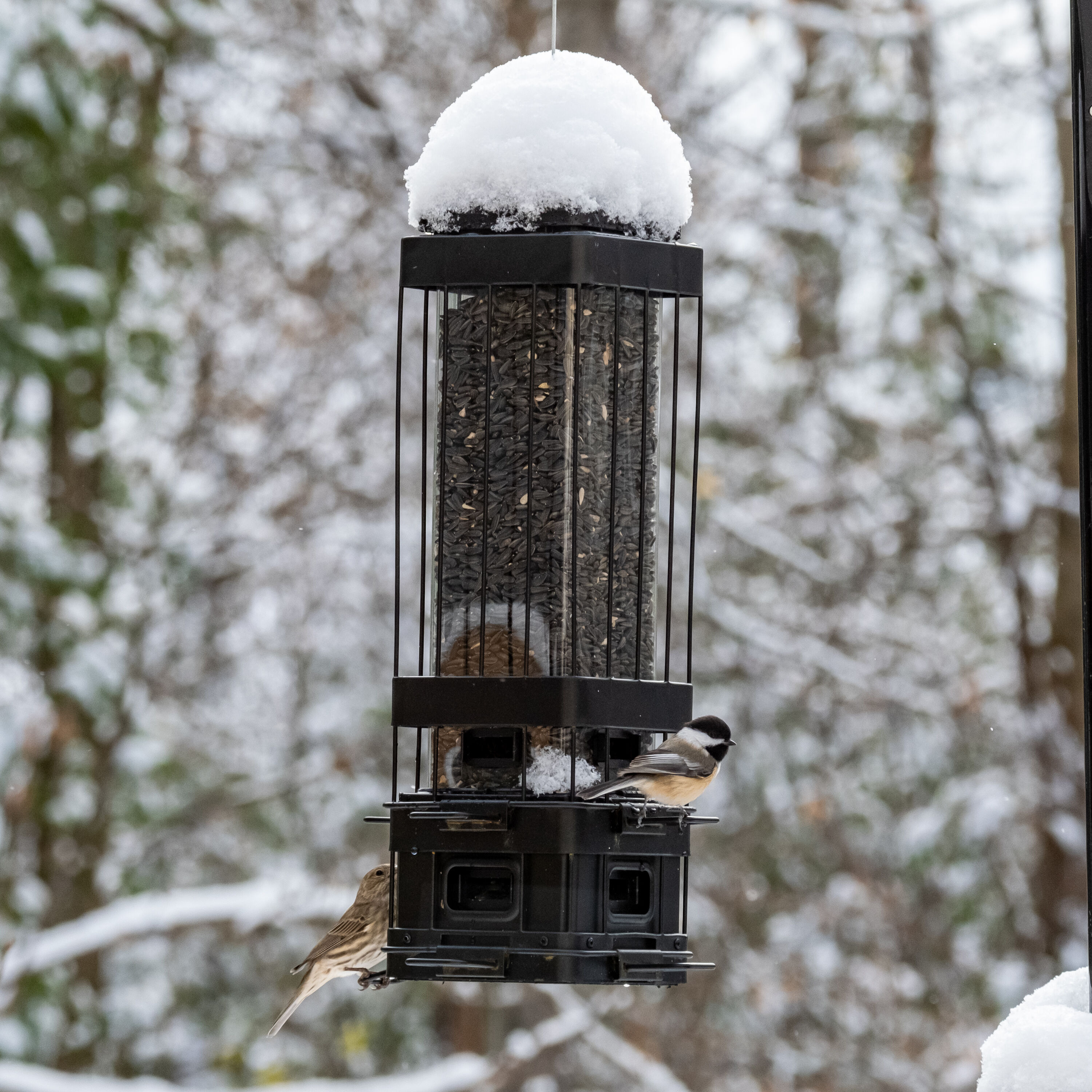 Black Metal and Plastic Hanging Squirrel-Resistant Bird Feeder