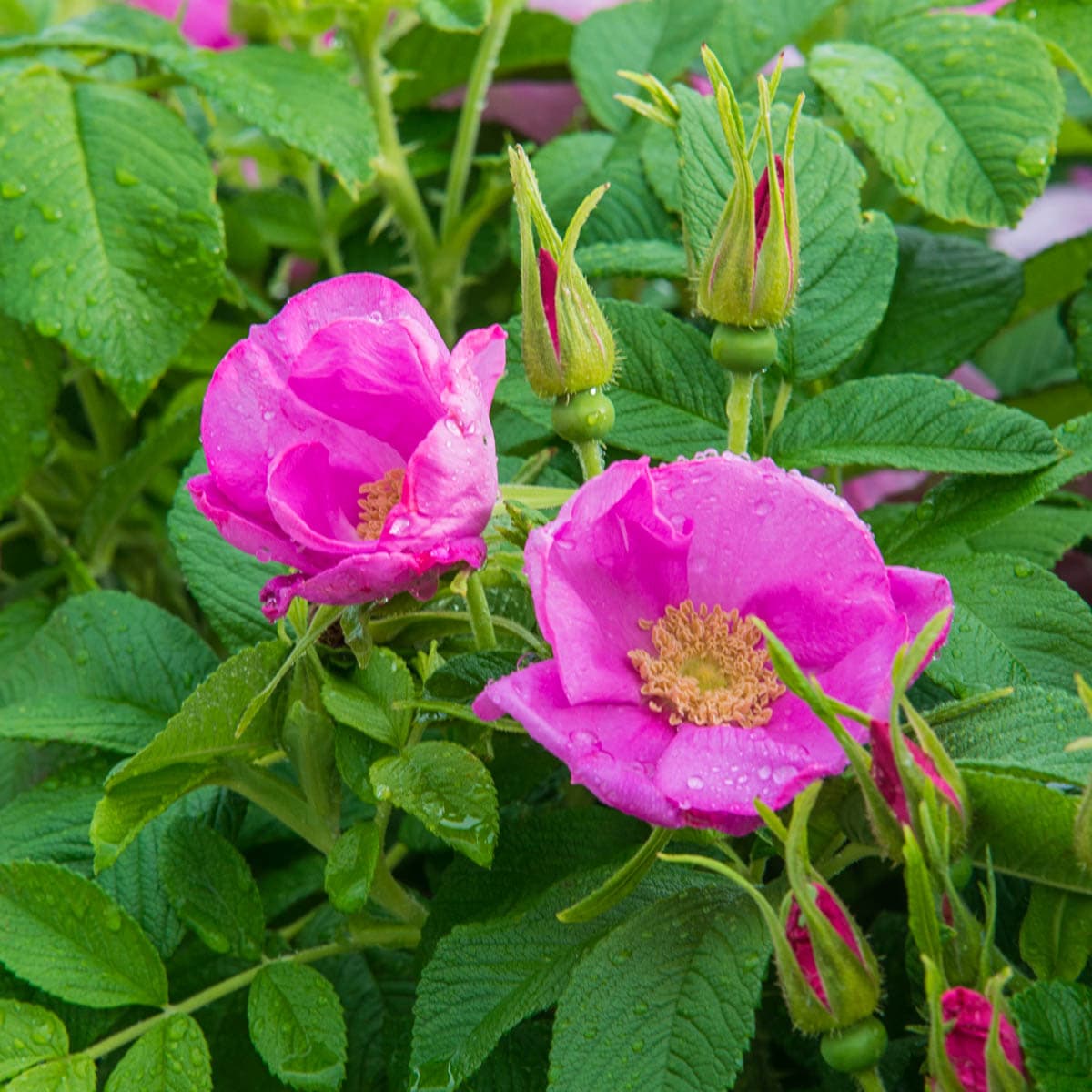 Direct Gardening 87628 Pink Flowering Sweet Hips Shrub Rose Starter Plant 1 -Pack 1 -Pack in Bare root