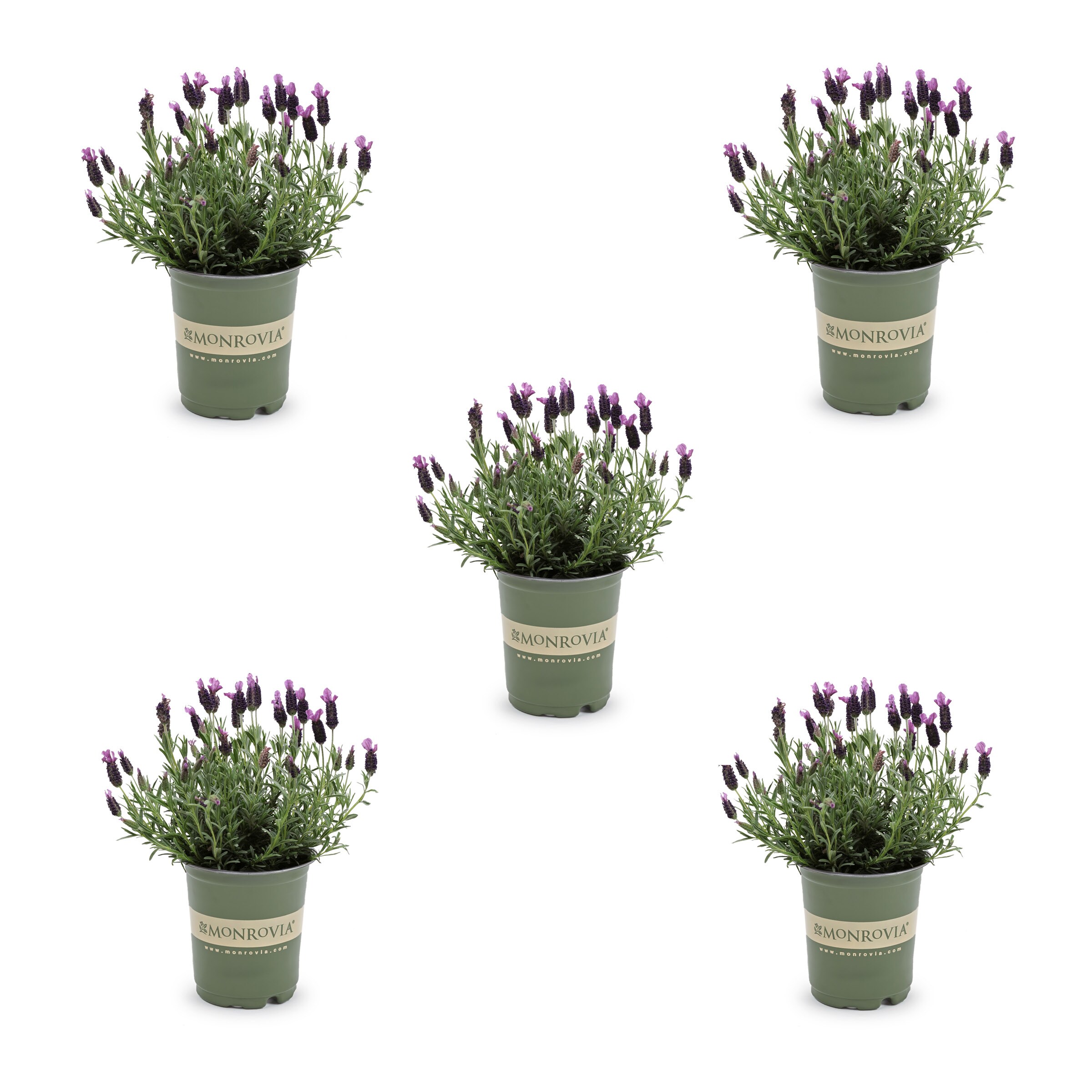 Lowe's Purple Lavender in 1.5-Gallon (s) Pot in the Perennials department  at