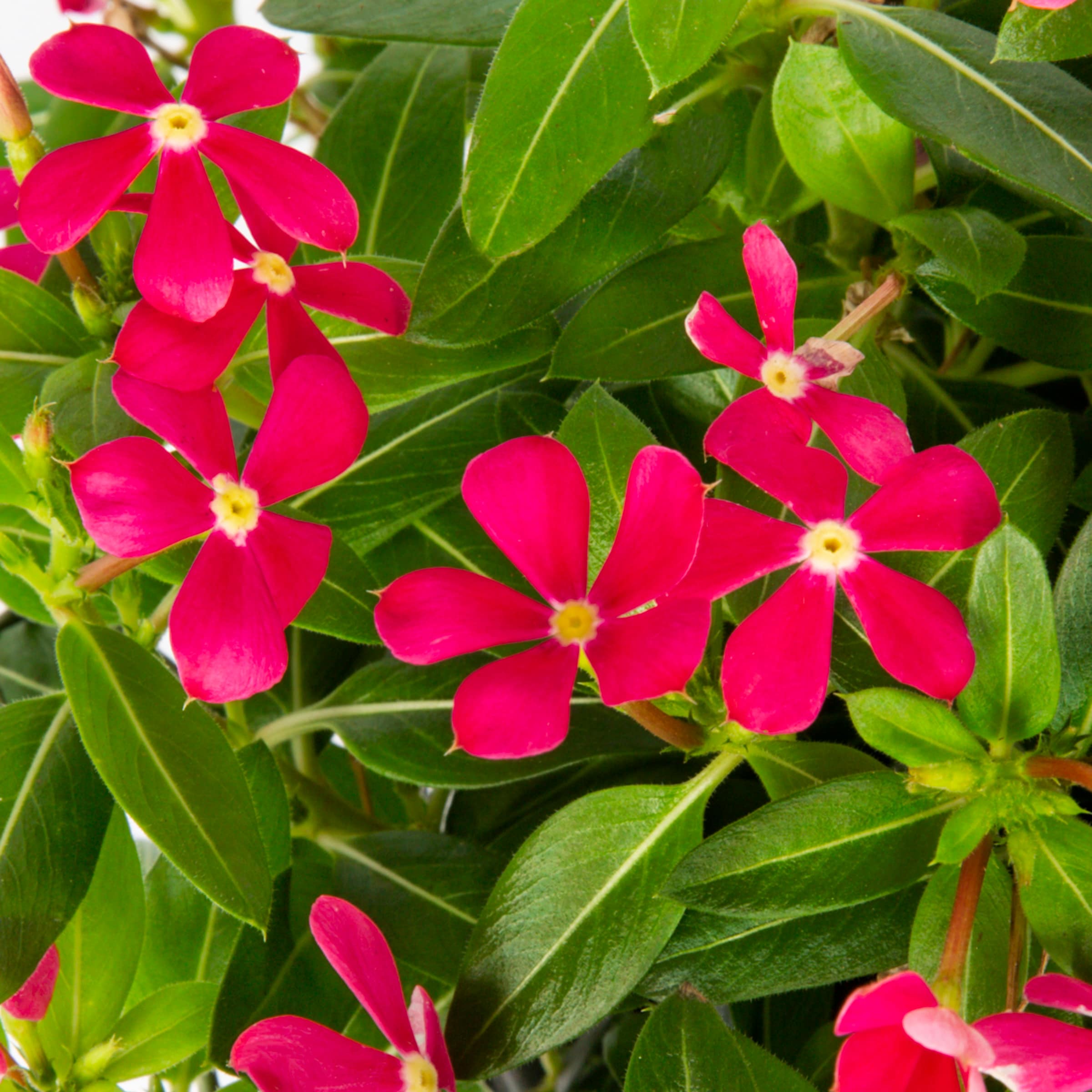 Lowe's NURSERY annuals - View #2
