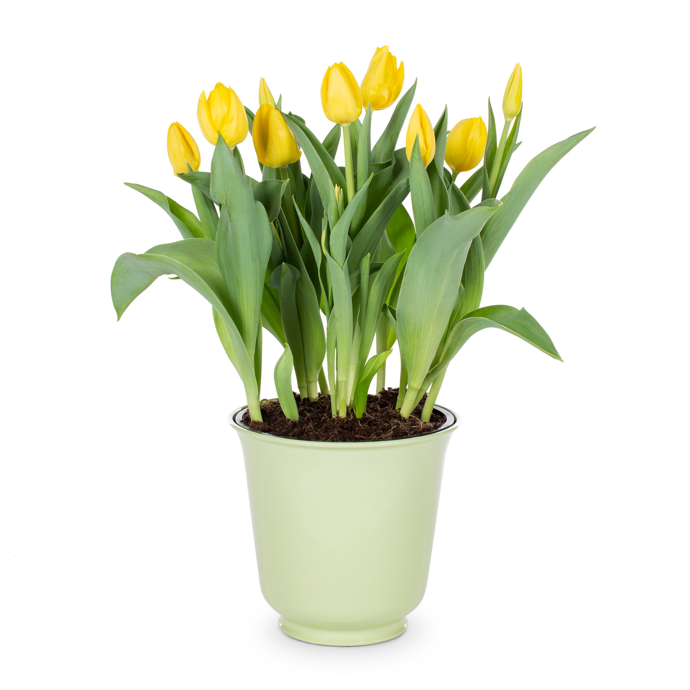 Lowe S Multicolor Tulip In 1 Gallon Planter In The Annuals Department   60159378 