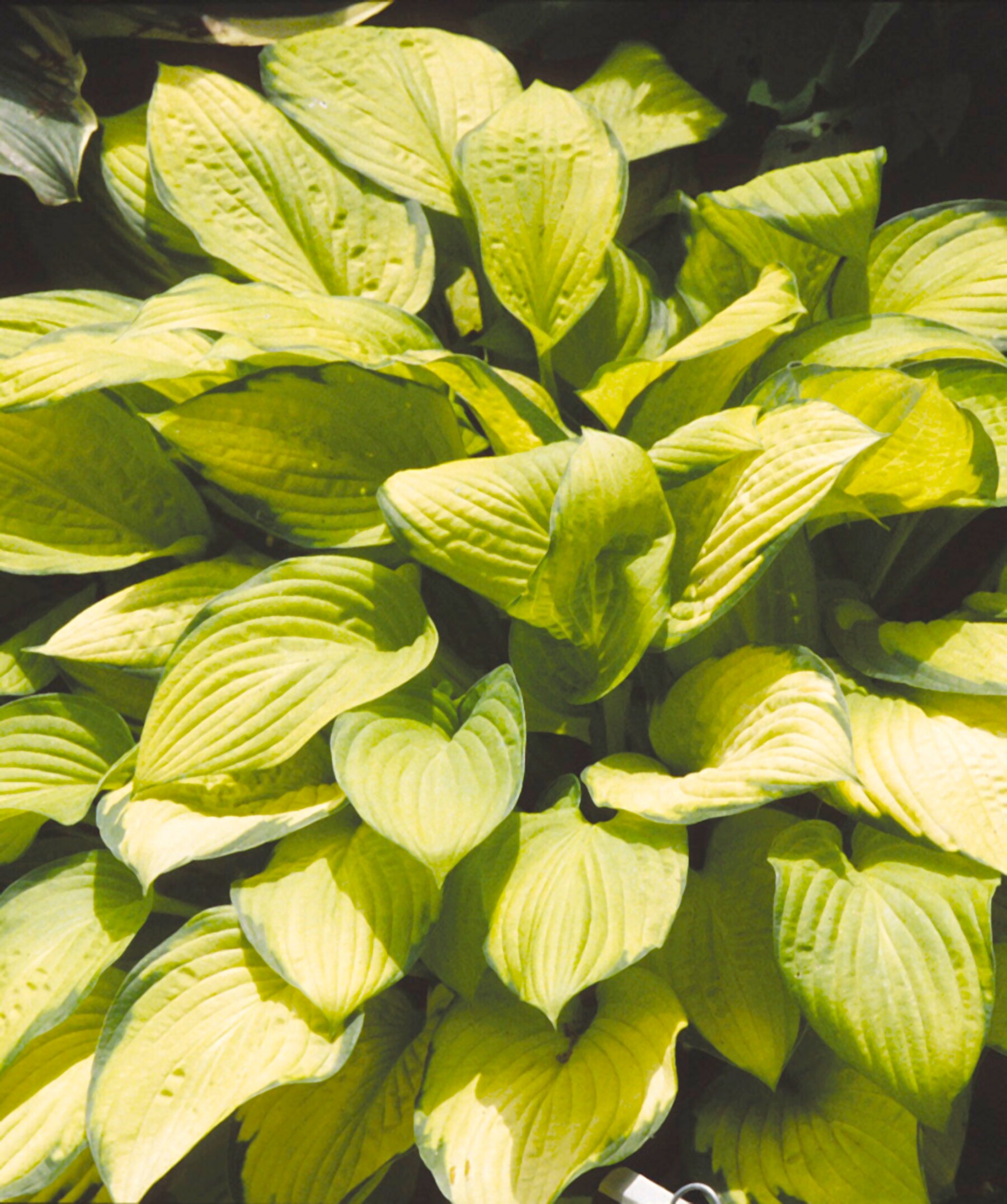National Plant Network LW1547 perennials - View #2