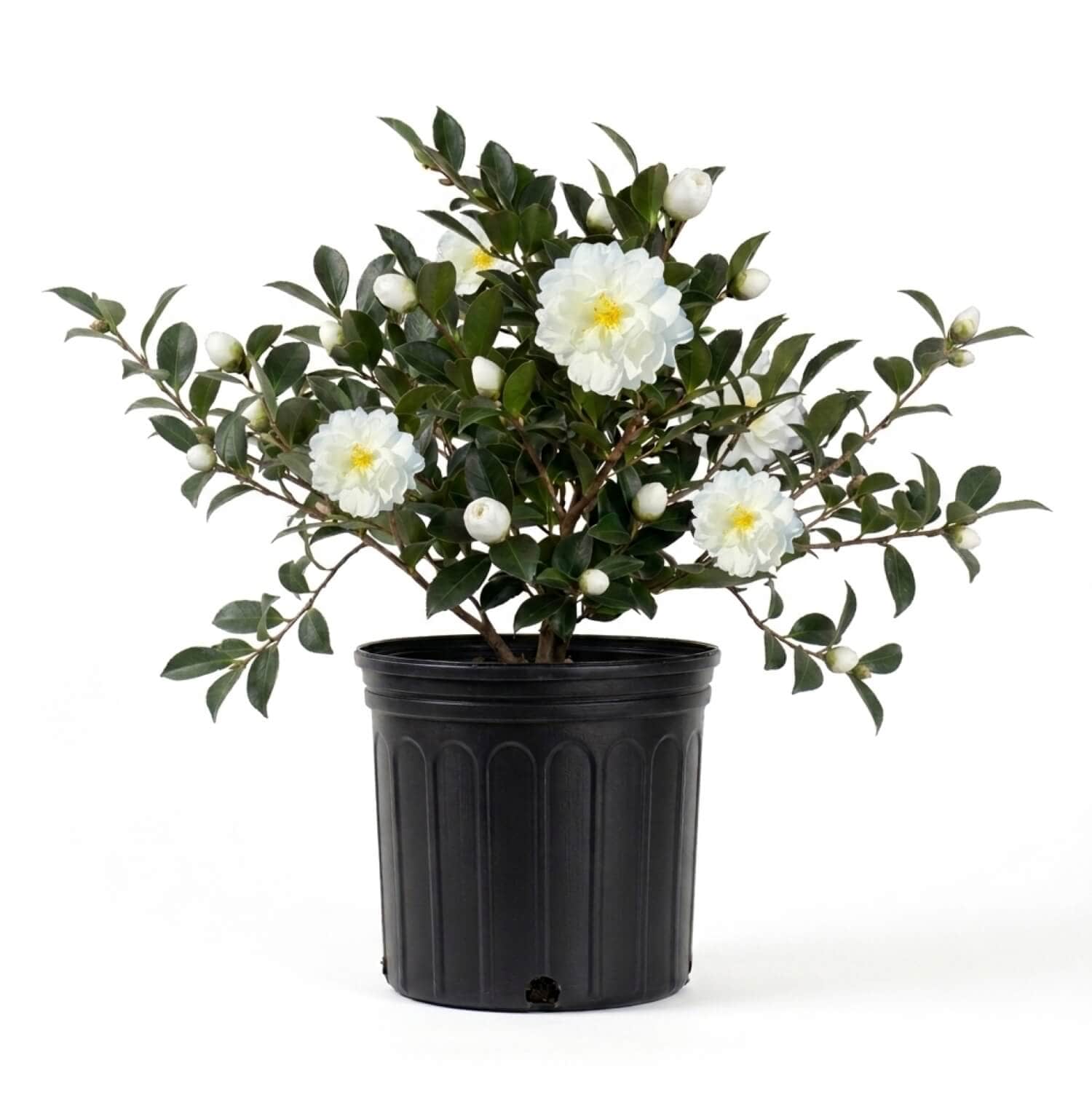 Flowerwood - 2.5 -Gallon Mine-No-Yuki Camellia Foundation/Hedge Shrub with White Blooms 1 -Pack