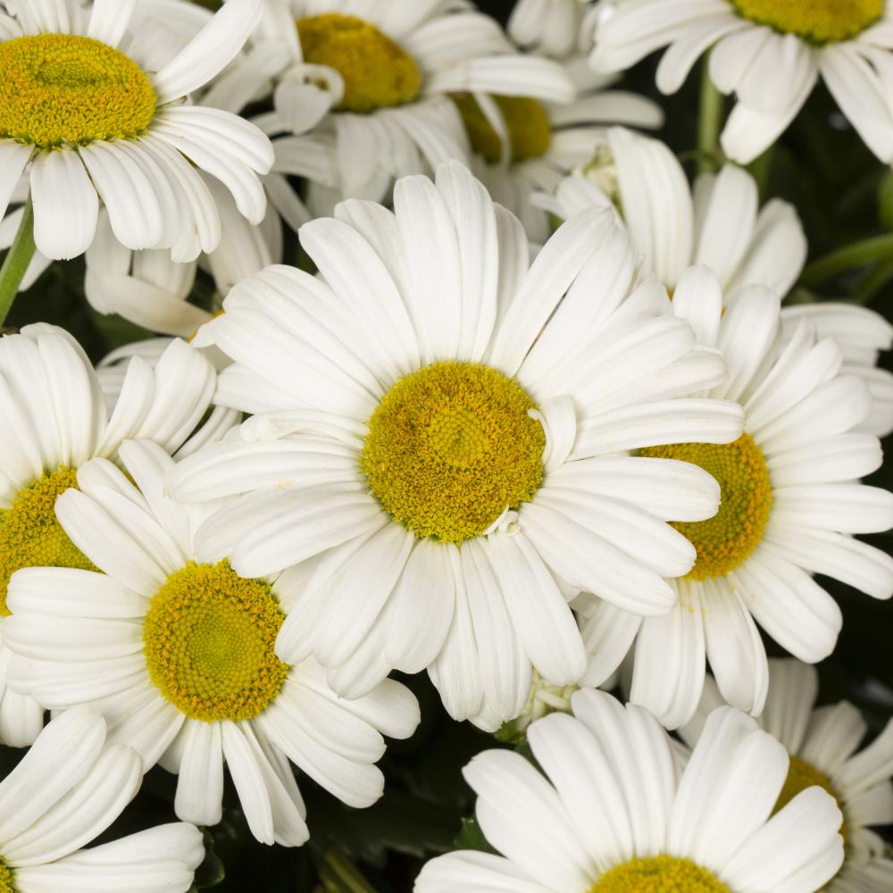 Lowe's White Montauk Daisy Plant in 1.5-Gallon (s) Planter in the ...