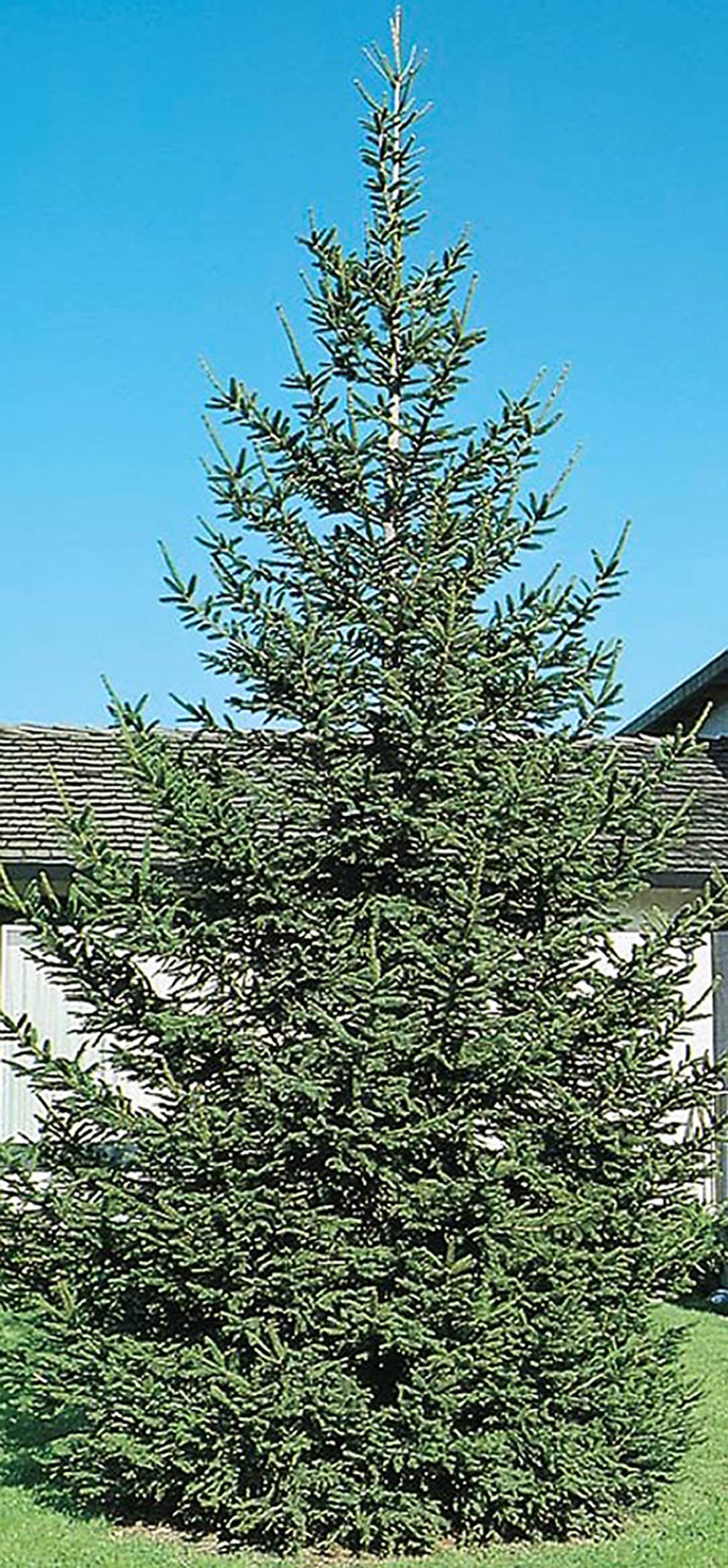  NURSERY 8-Gallon Insignificant Feature Tree Norway Spruce