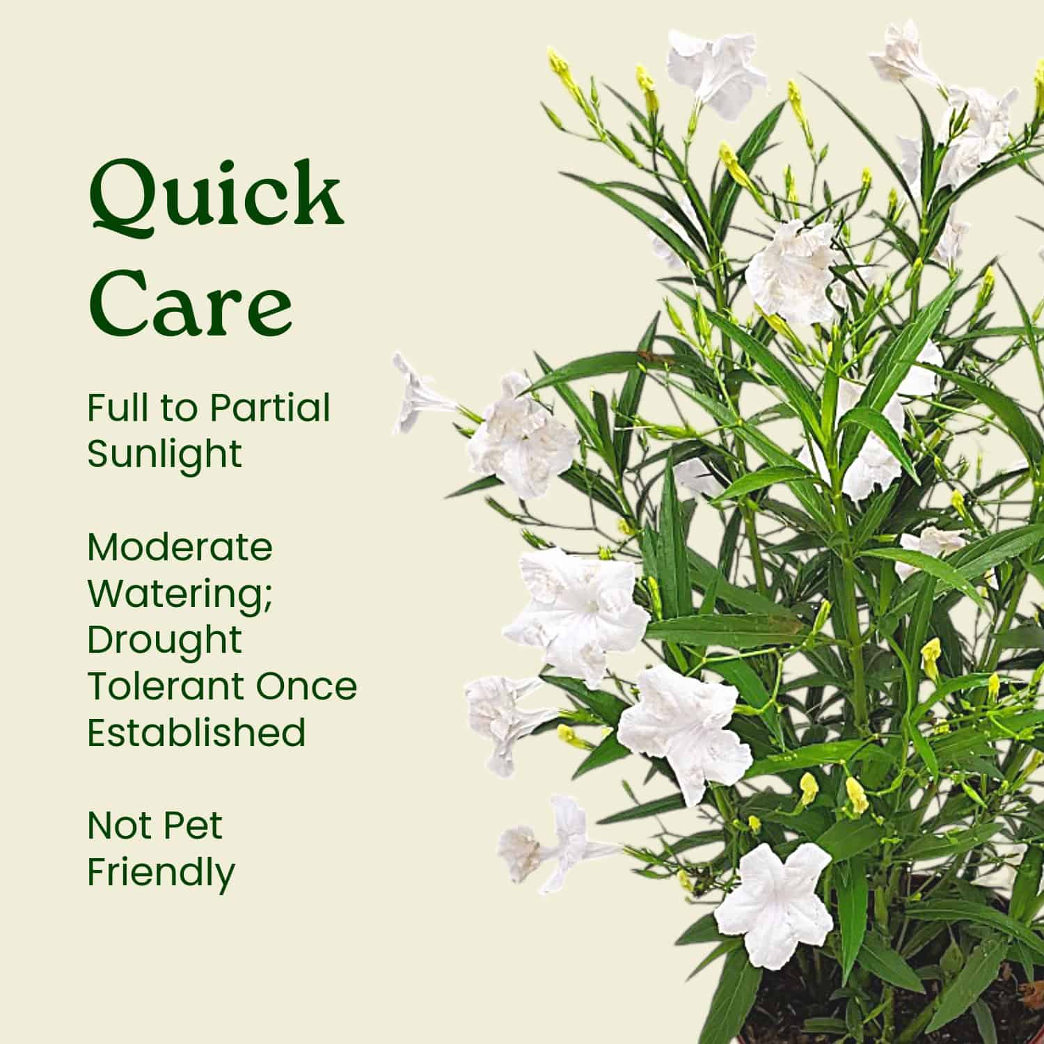 【新品】LOWYA New Ruellia 284 ホワイト Tropical Plants of Florida White Ruellia Bush in 3 Gallon Nursery