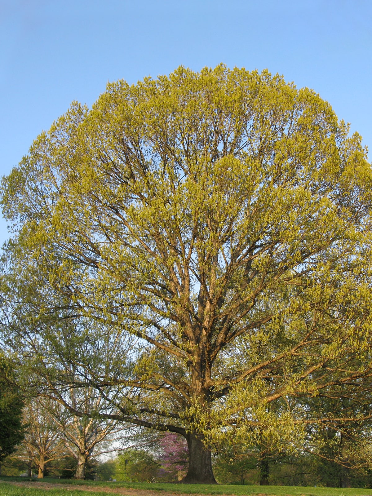 Southern Planters OAKWHI01G trees - View #2
