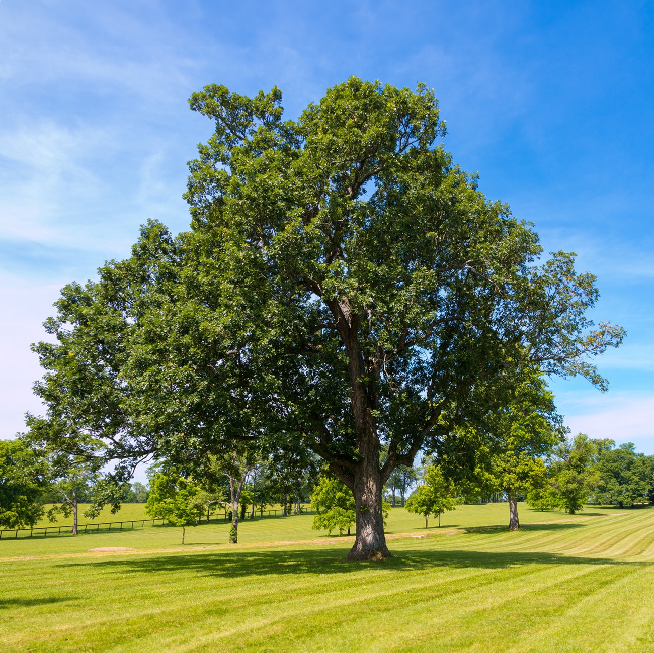 Perfect Plants LOSHUMARDOAK3G trees - View #4