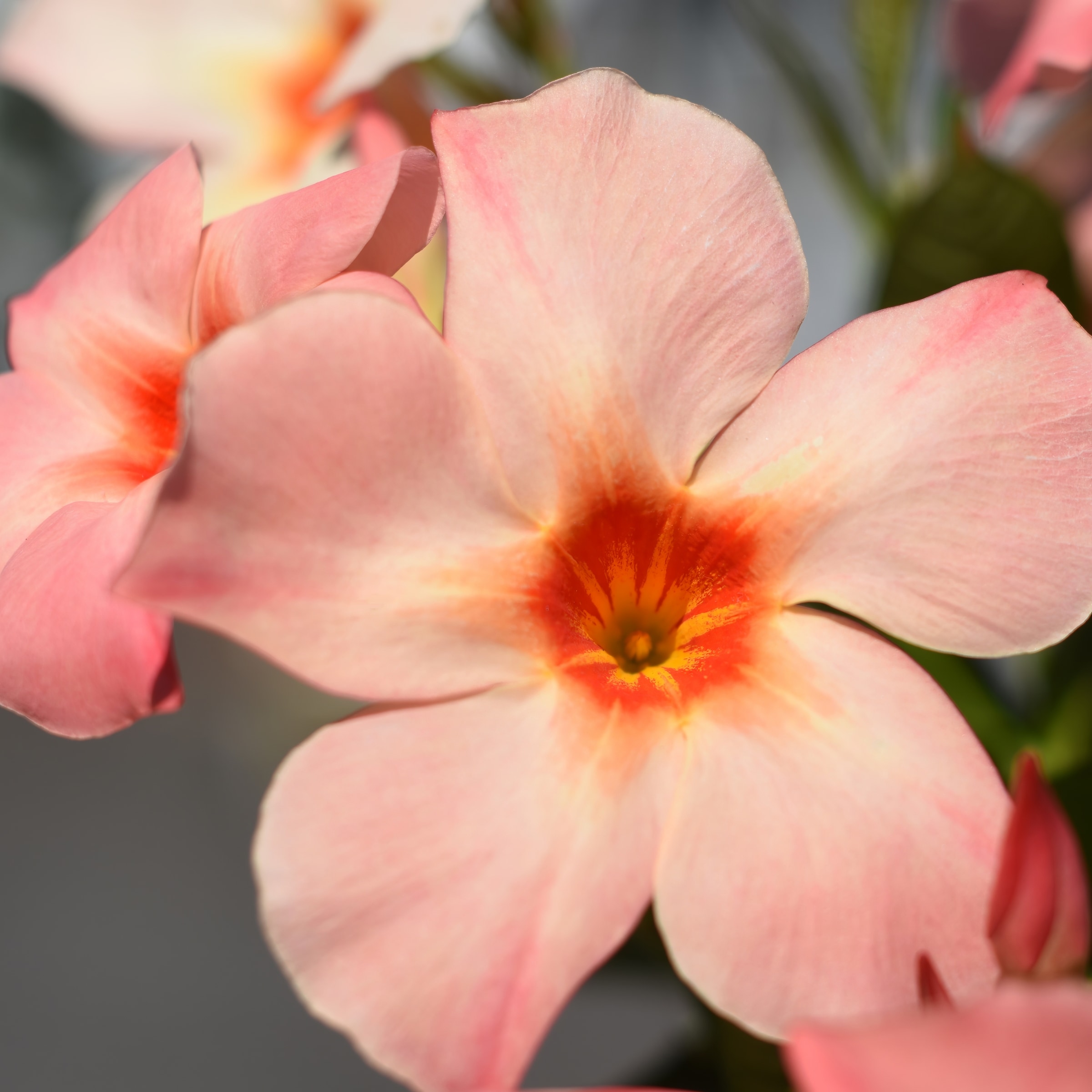 National Plant Network LW1580 annuals - View #2
