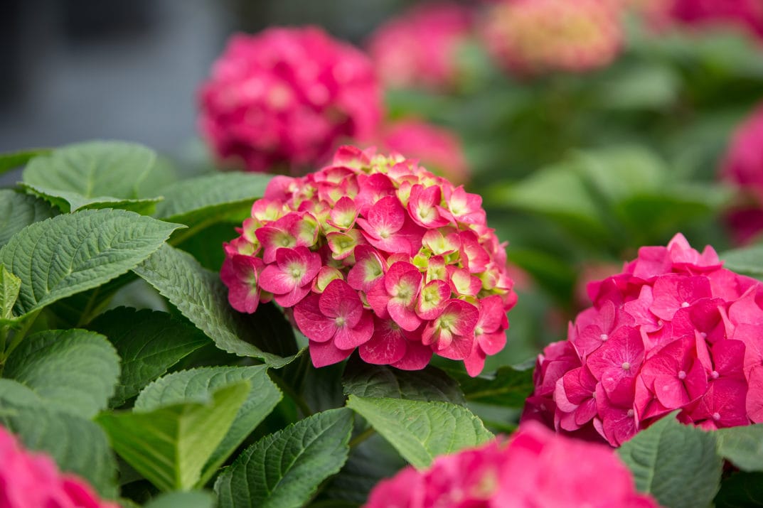 Hydrangea Endless Summer Flowering Shrub in 1 -Gallon Pot 1.0 -Pack with Pink Blooms