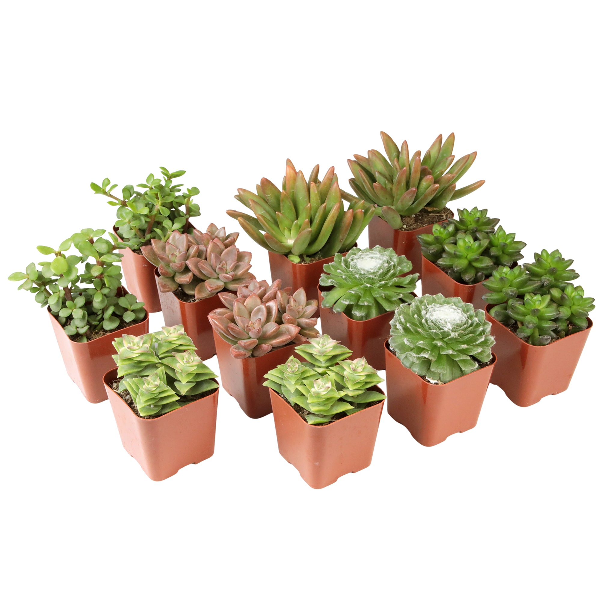 Altman Plants 0881149 Cacti-Succulents - View #7