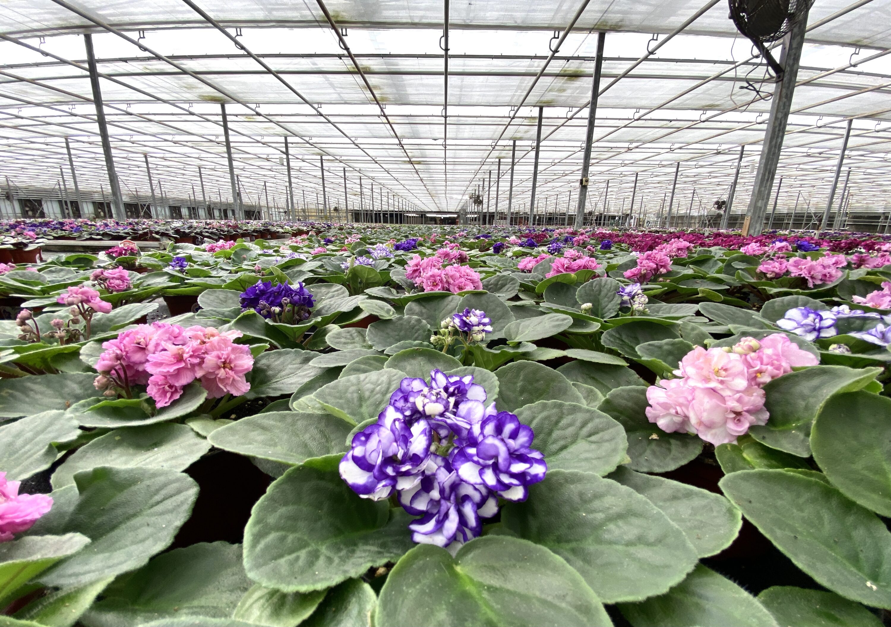 Optimara 4INAF4PACK hseplants - View #3