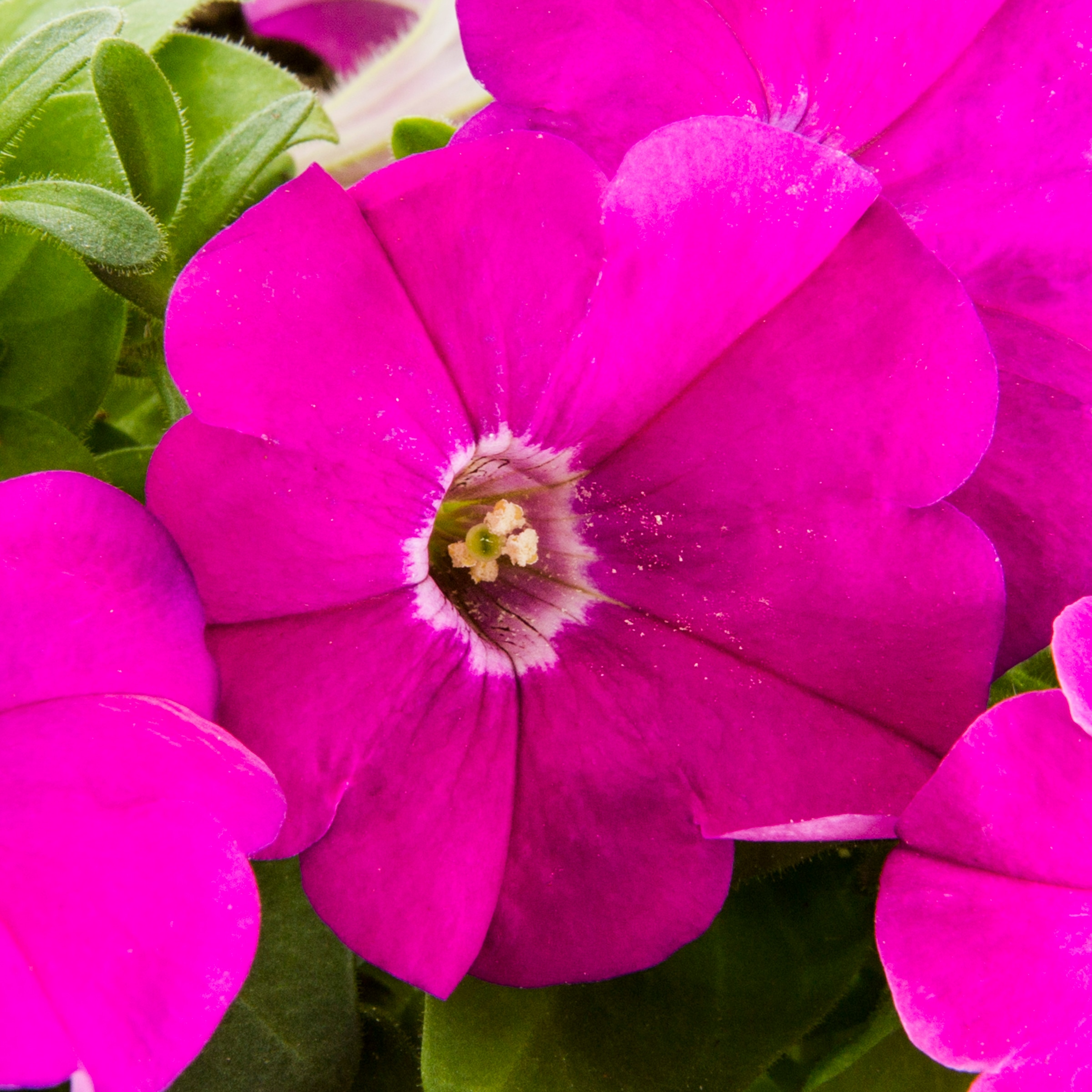 Proven Winner NURSERY annuals - View #4