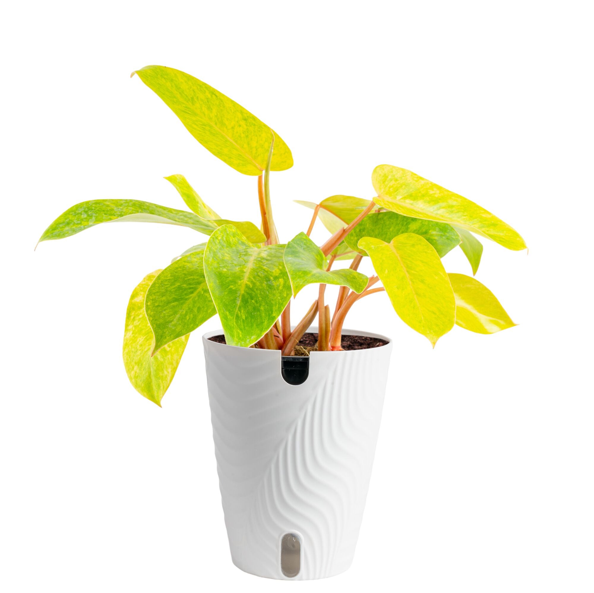 Costa Farms Painted Lady Philodendron House plant in 5 Inch(es) Self-watering pot 1 -Pack