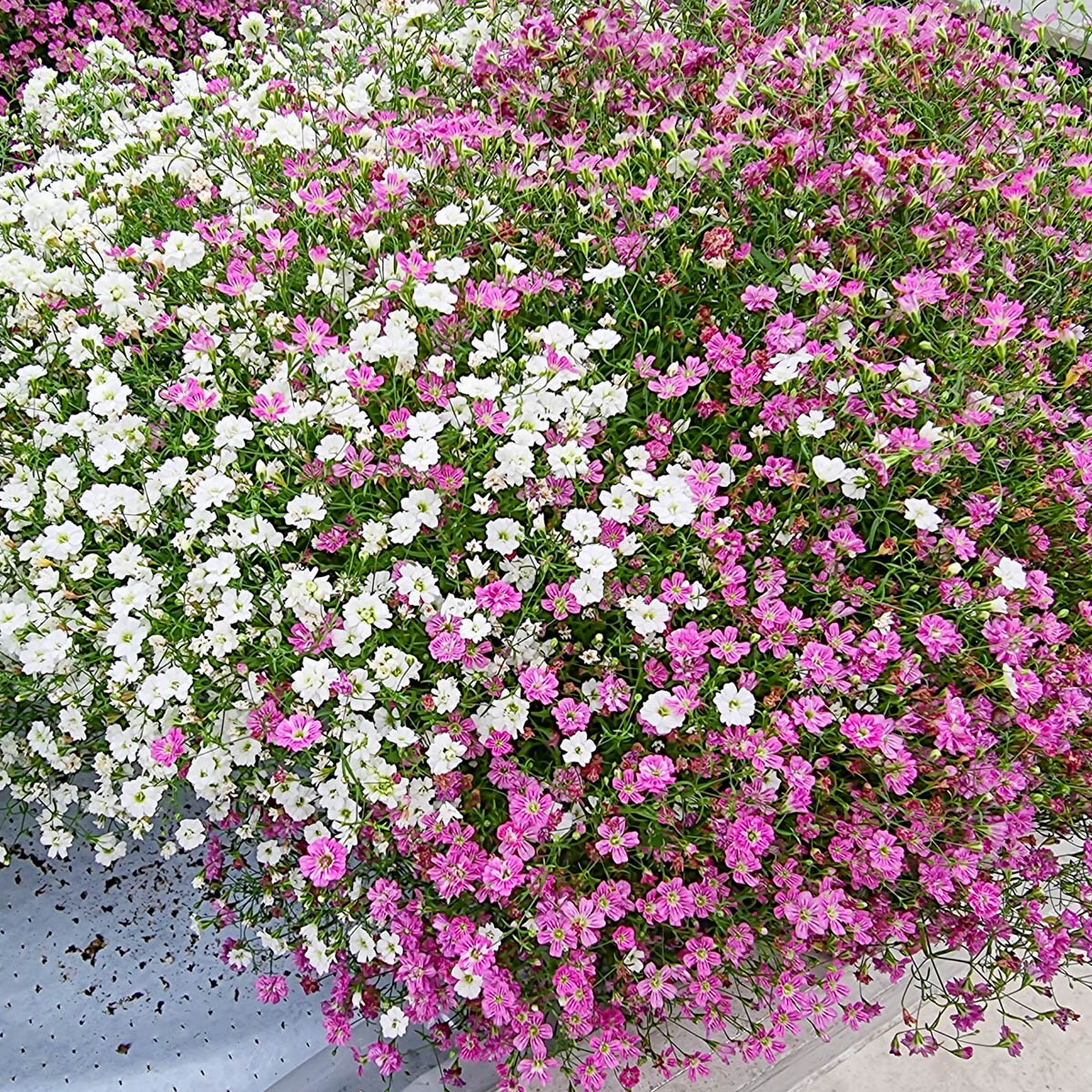 Breck's Pink Flowering Baby Breath Dormant Perennials in 2-Pack