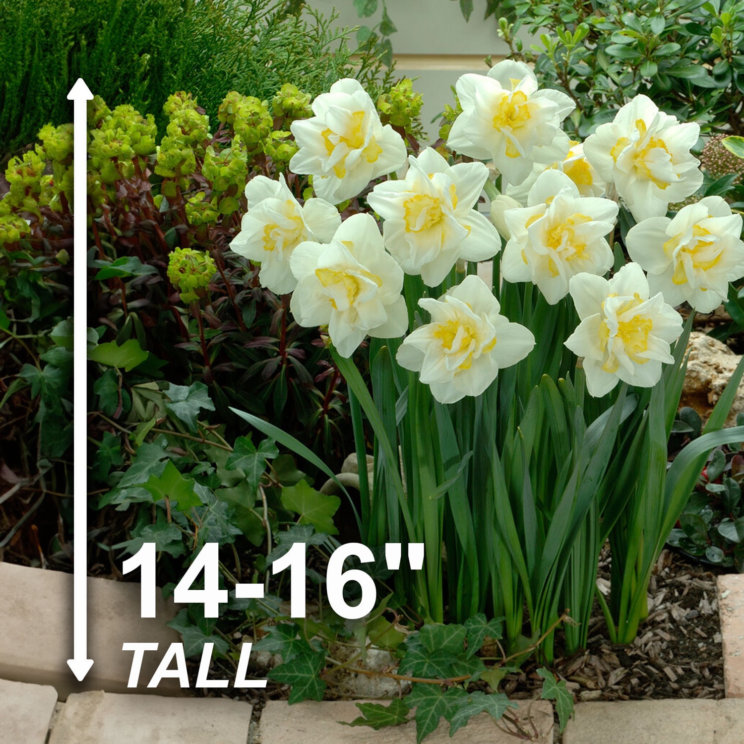 Garden State Bulb ECF-108-25-01 Plant-Bulbs - View #3