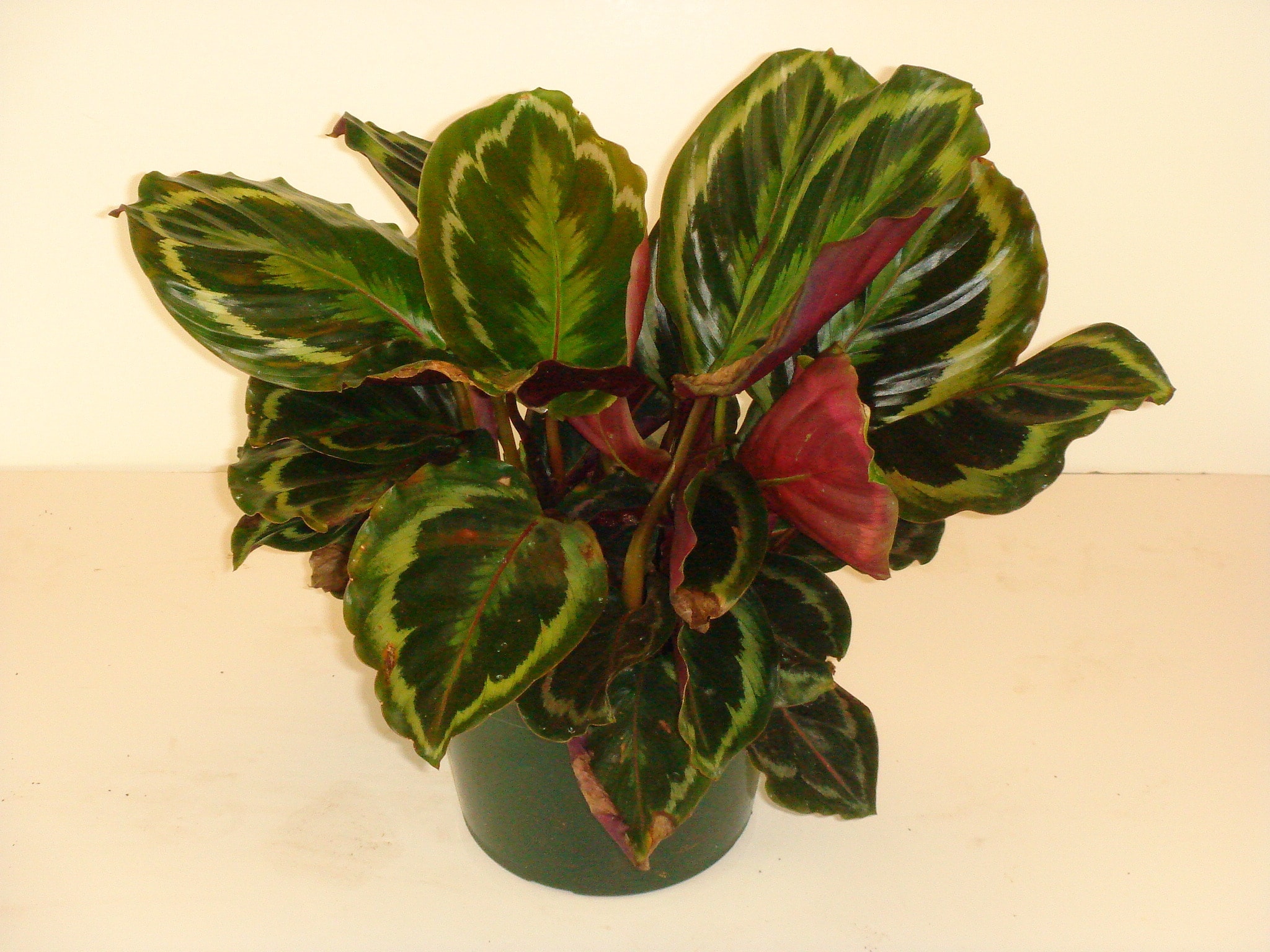 Bandit Walter Cunningham Somatisk celle National Plant Network Red Maranta Prayer Plant House Plant in 6-in Pot in  the House Plants department at Lowes.com