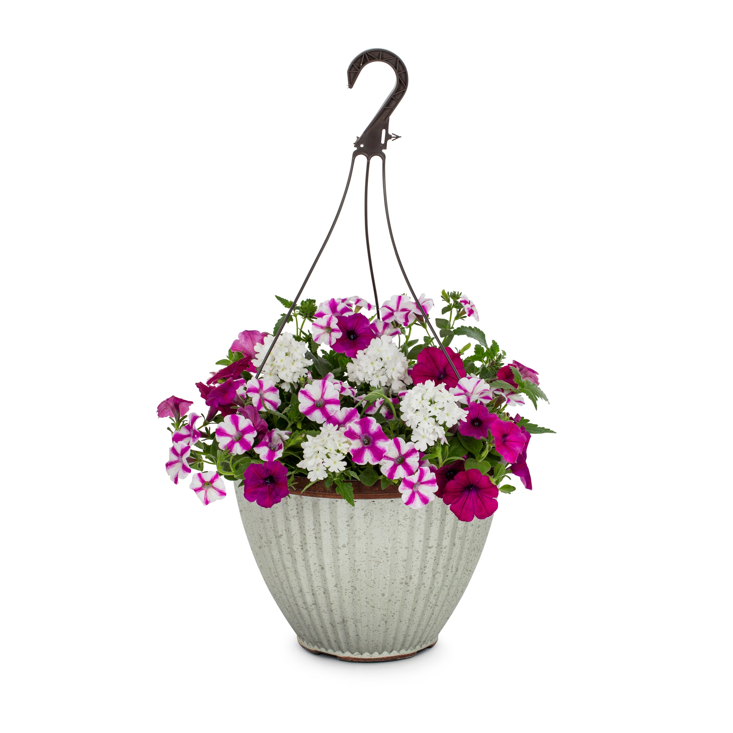 Lowe's Multicolor Blind Love in 2.5-Gallon Hanging Basket in the ...