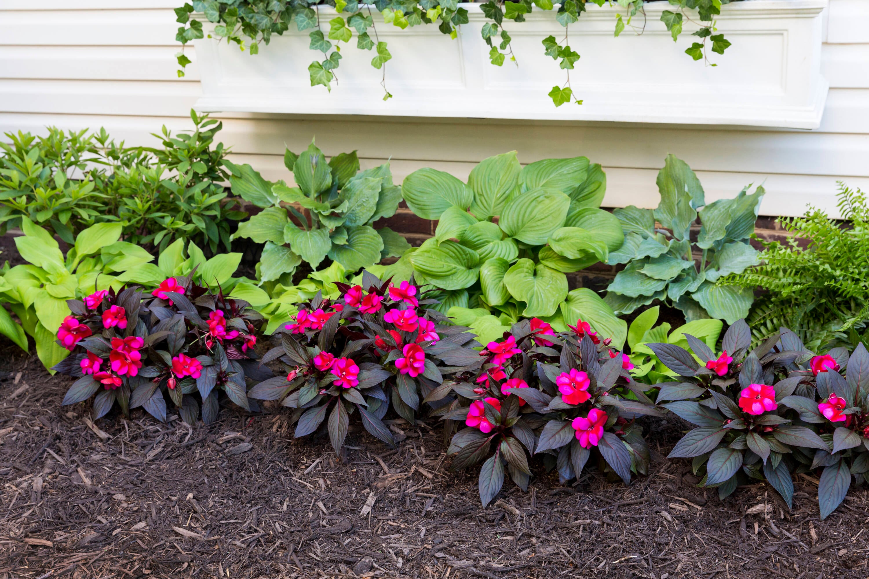 Monrovia 214203 annuals - View #10