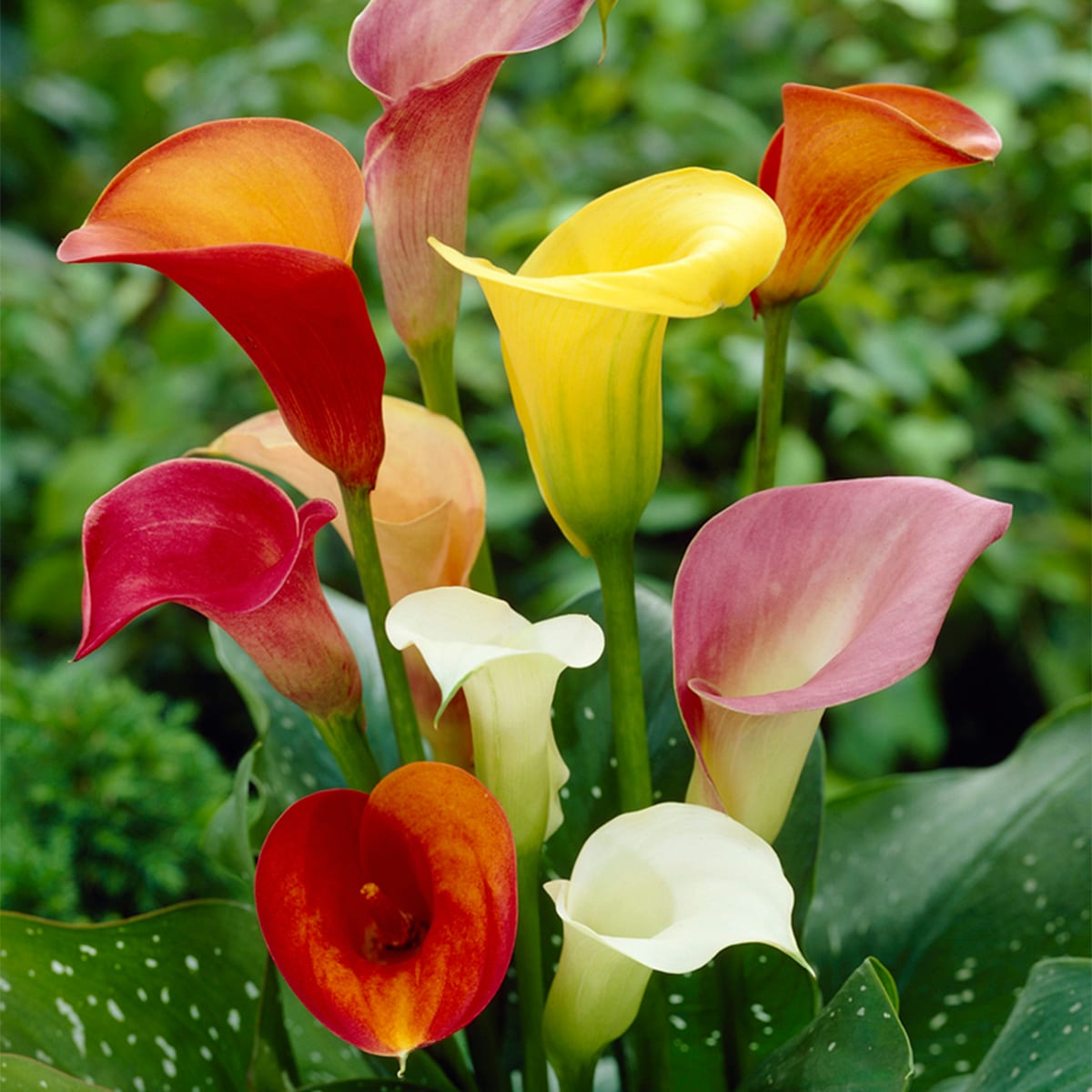 Van Zyverden 83425 Multicolor Callas Mixed Colors Bulbs 5 Count