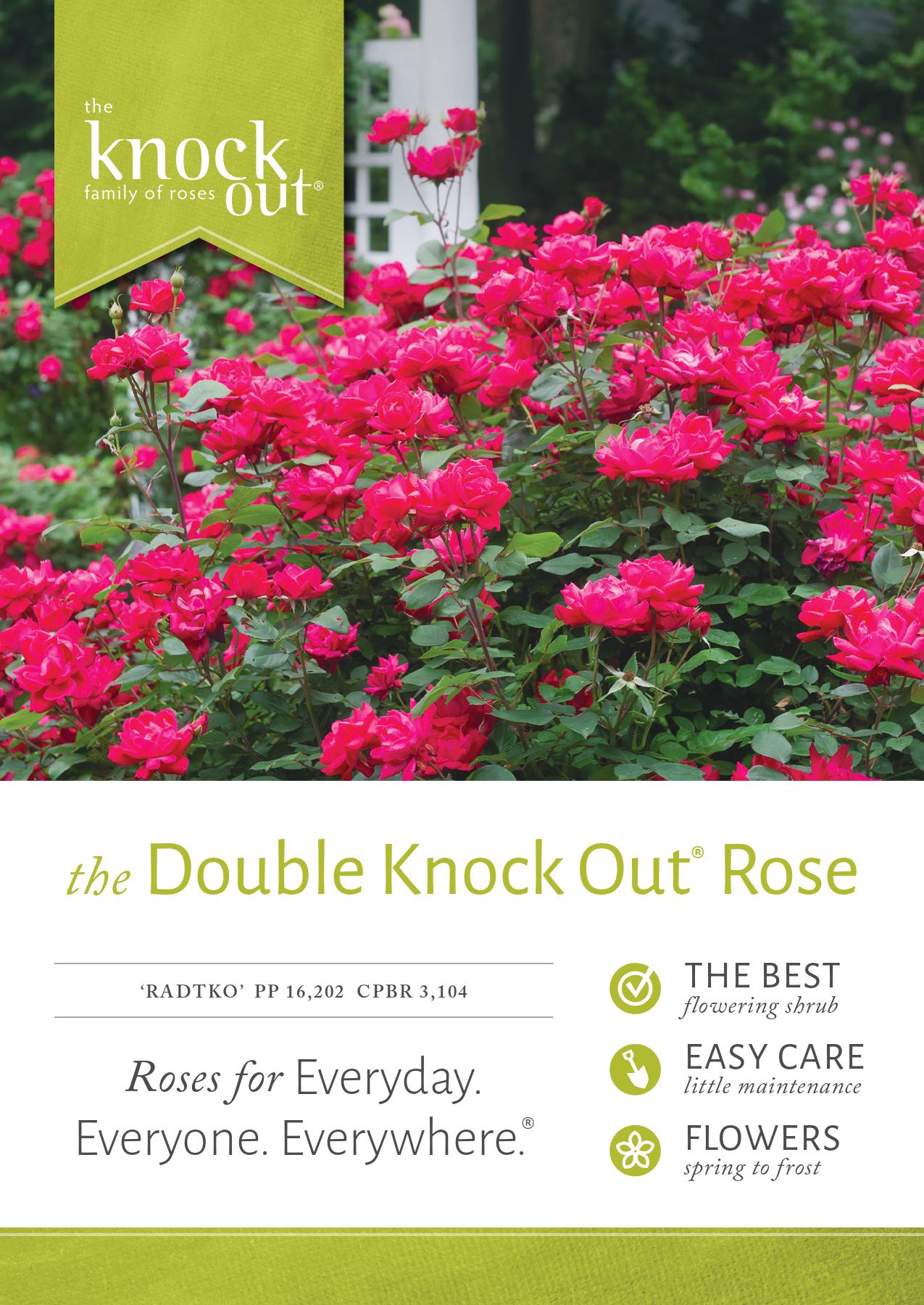 National Plant Network LW1290 roses - View #3