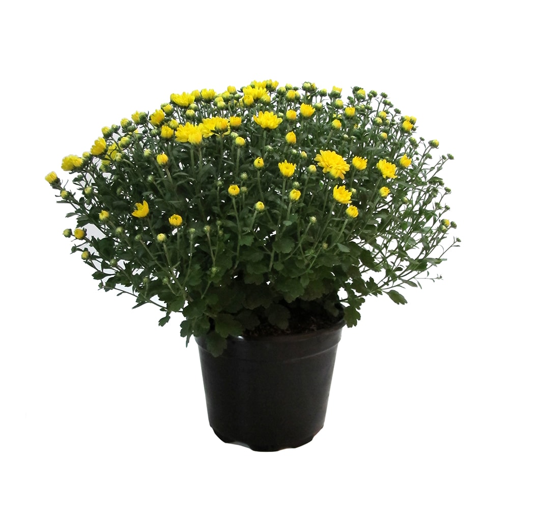 Lowe's 3936013 Yellow Mum in 3 Quart(s) Pot