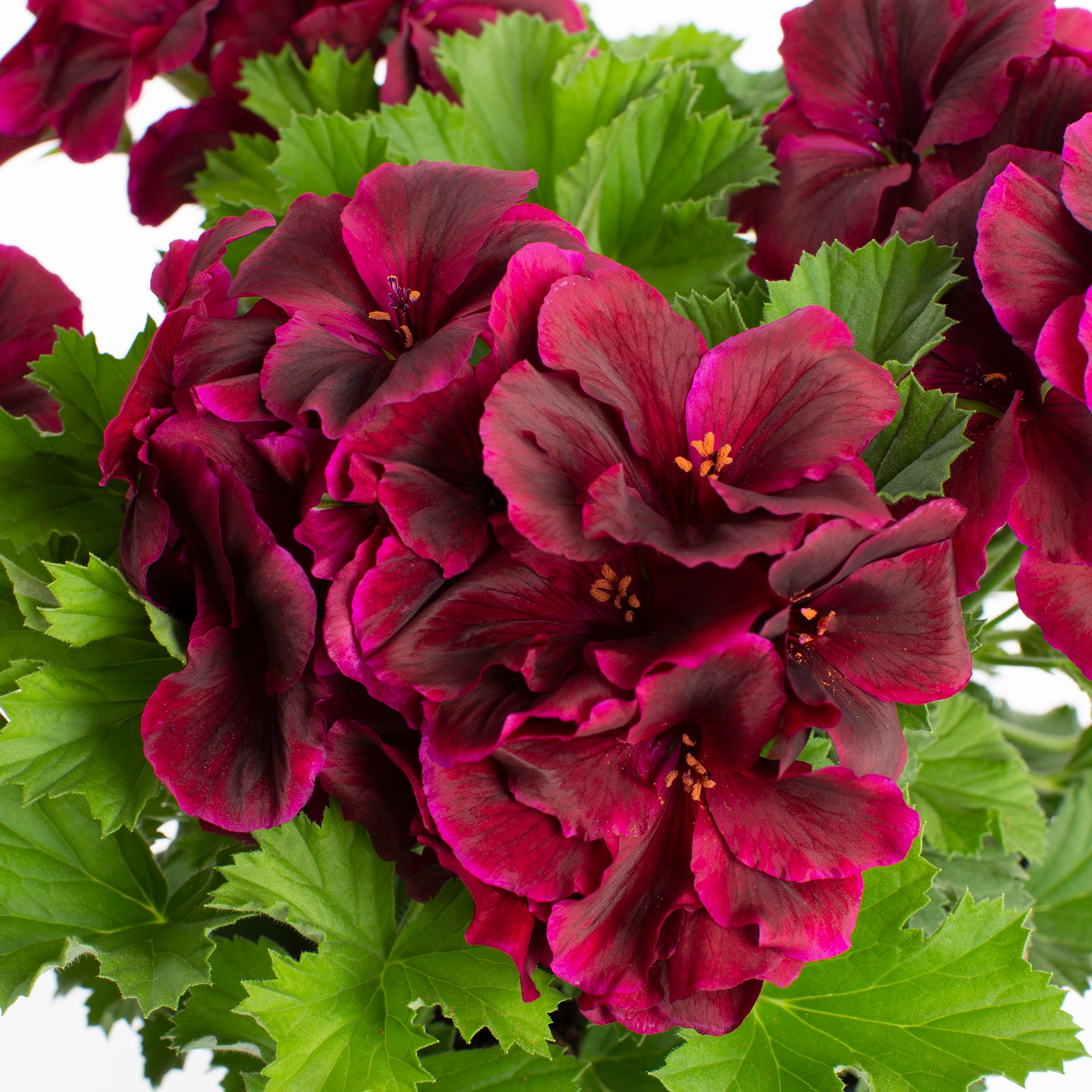 Lowe's NURSERY annuals - View #2