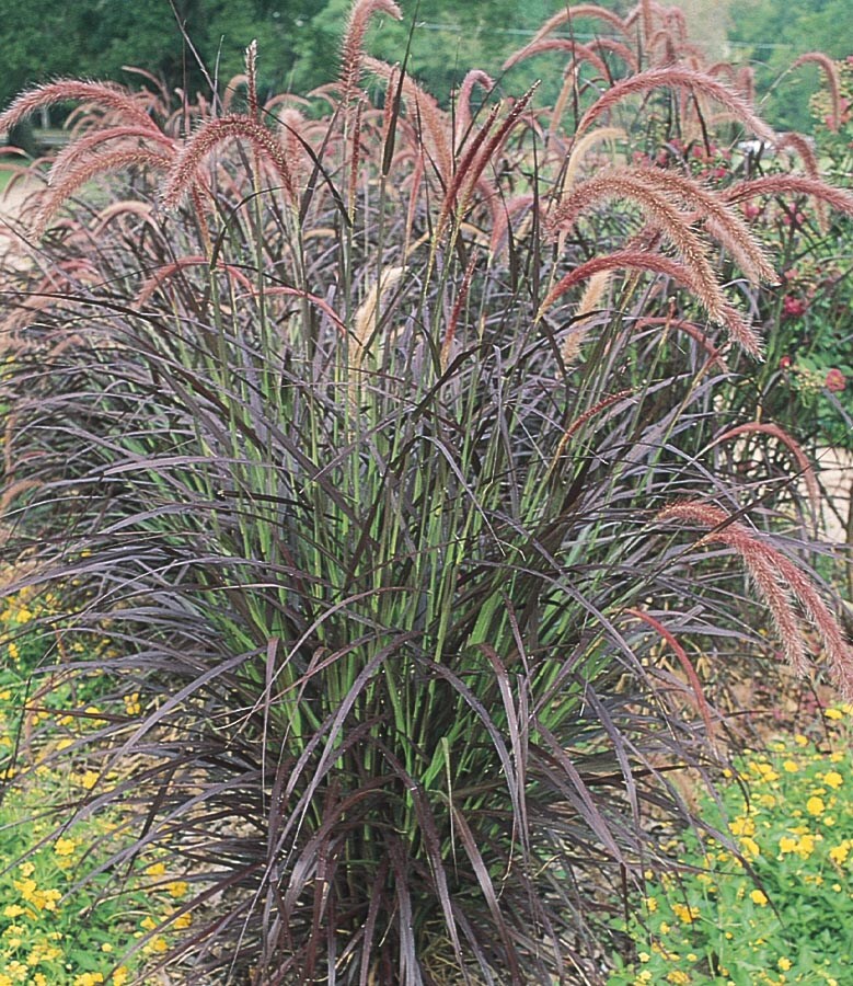 Lowe's NURSERY Purple Fountain Grass Plant in 2.5-Quart Pot