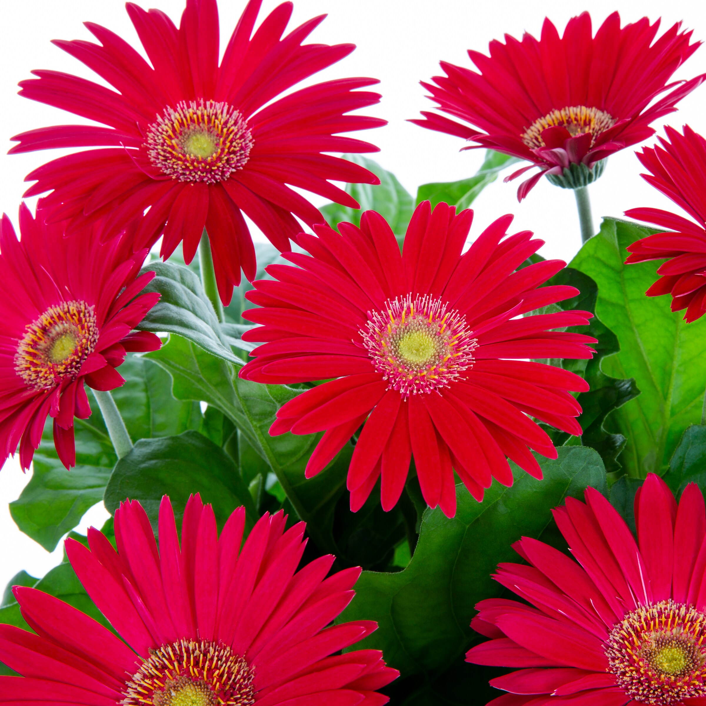 Lowe's 3QPGER annuals - View #2