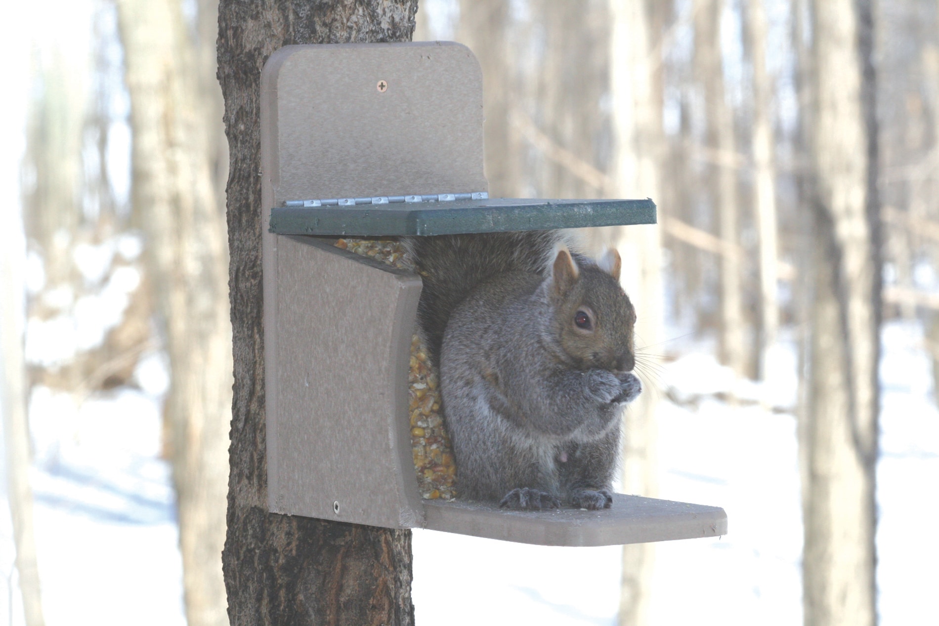 BIRDS CHOICE SNSQ Squirrel-Feeders - View #7