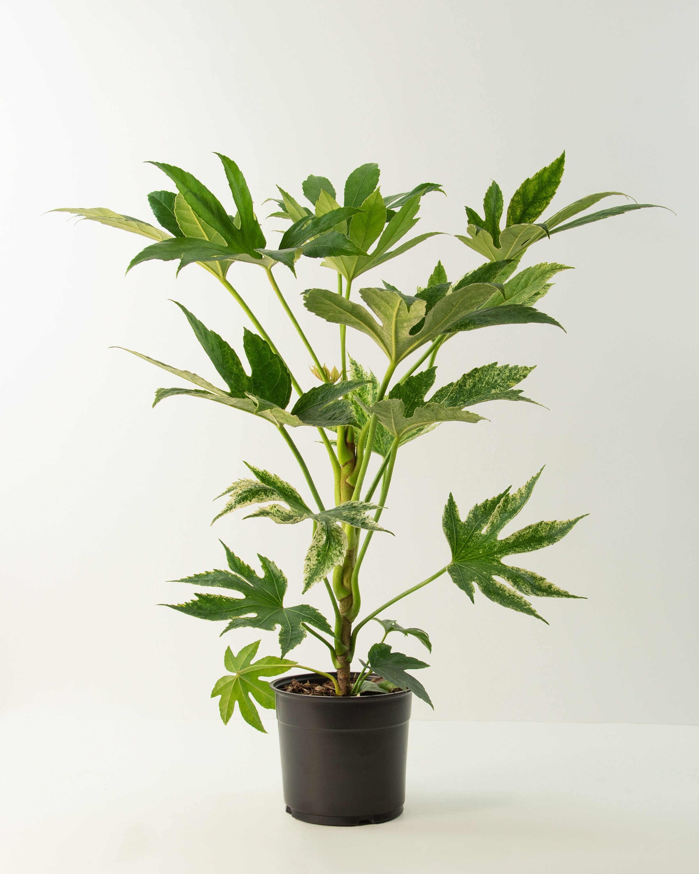 National Plant Network LW3051 Fatsia House plant in 2 Gallon(s) Pot 1.0 -Pack