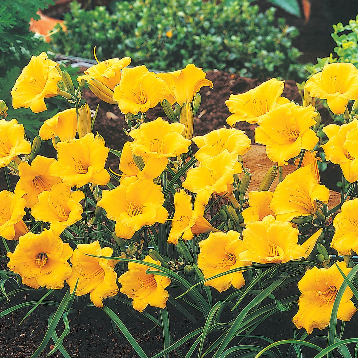 Spring Hill Nurseries 84654 perennials - View #2