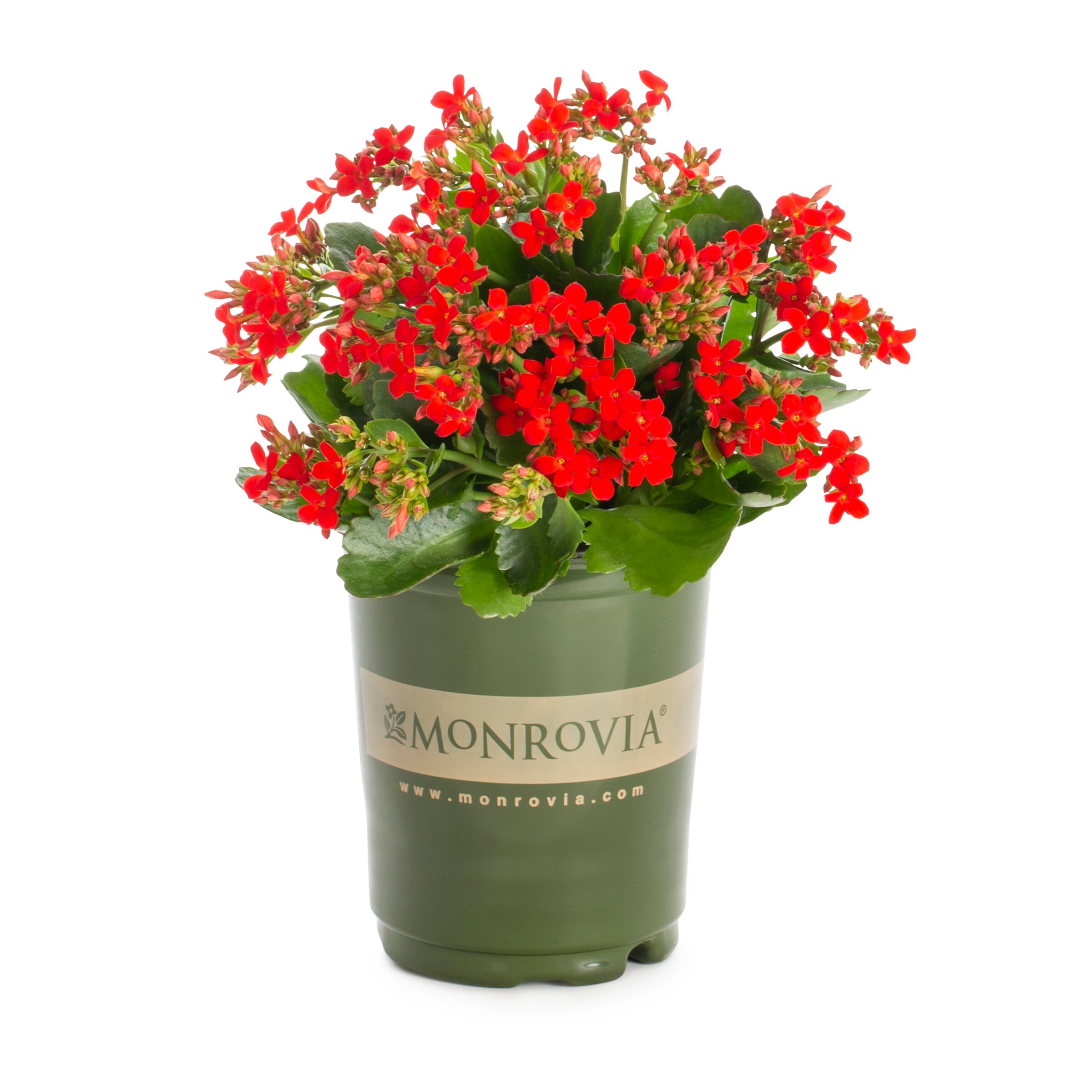 Monrovia Red Kalanchoe in 1-Quart Pot 5-Pack in the Annuals department ...