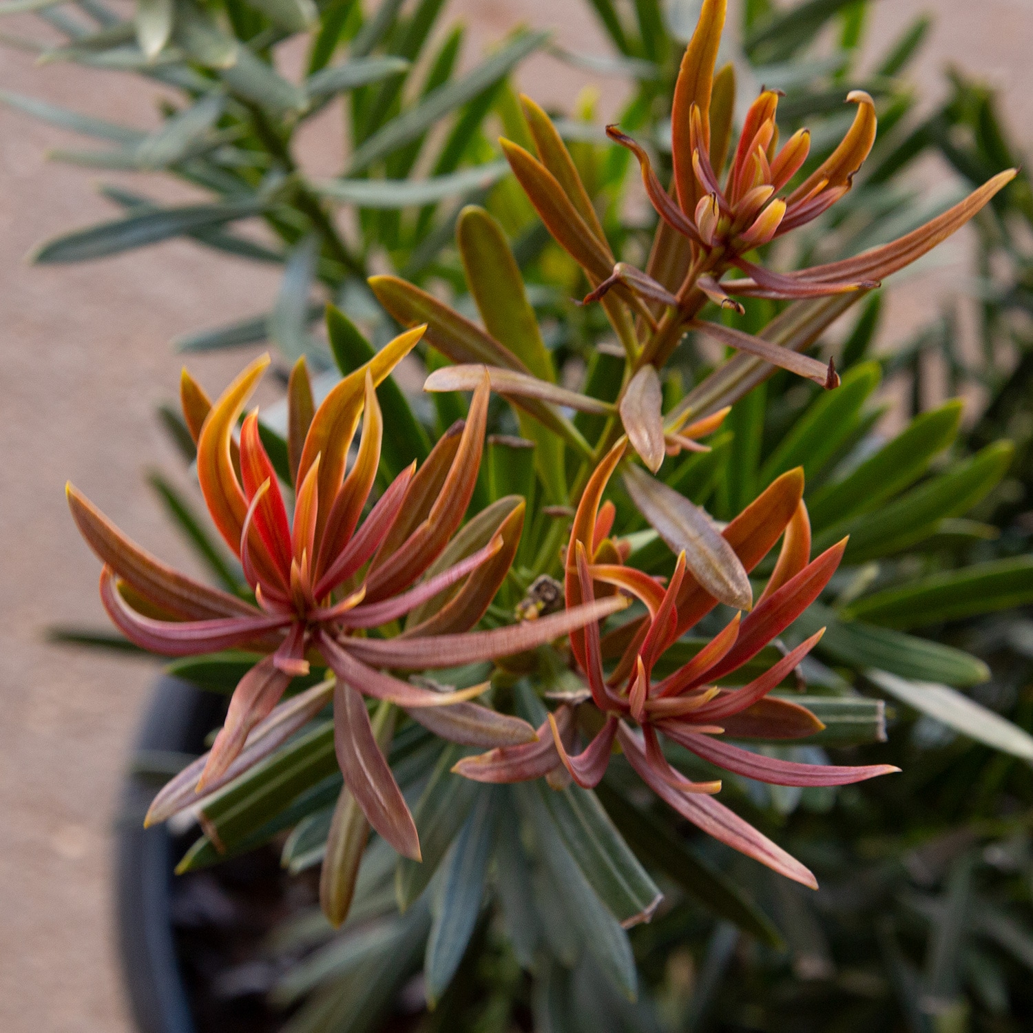 Southern Living Plant Collection 48442-1 shrubs - View #7